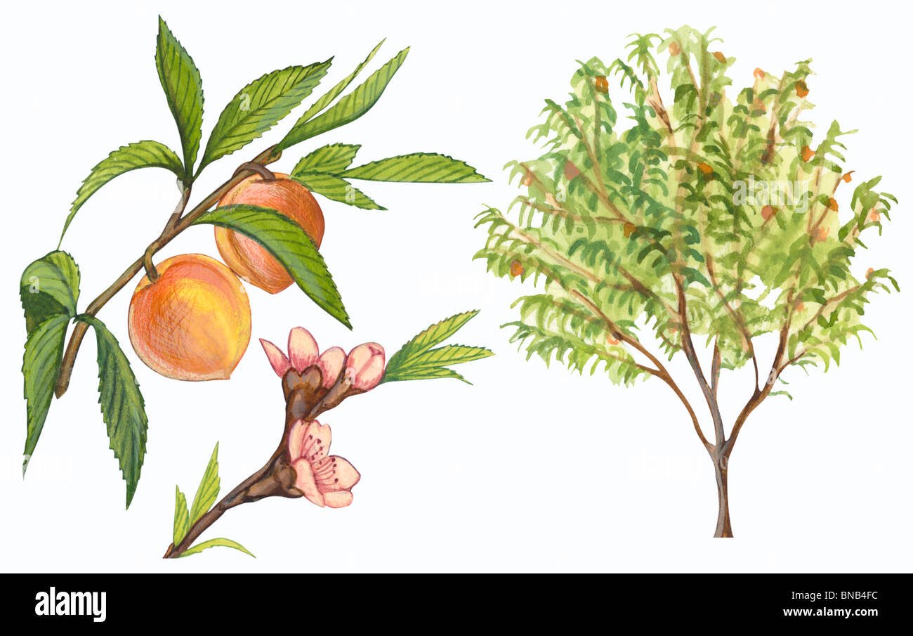 Персик обыкновенный гербарий