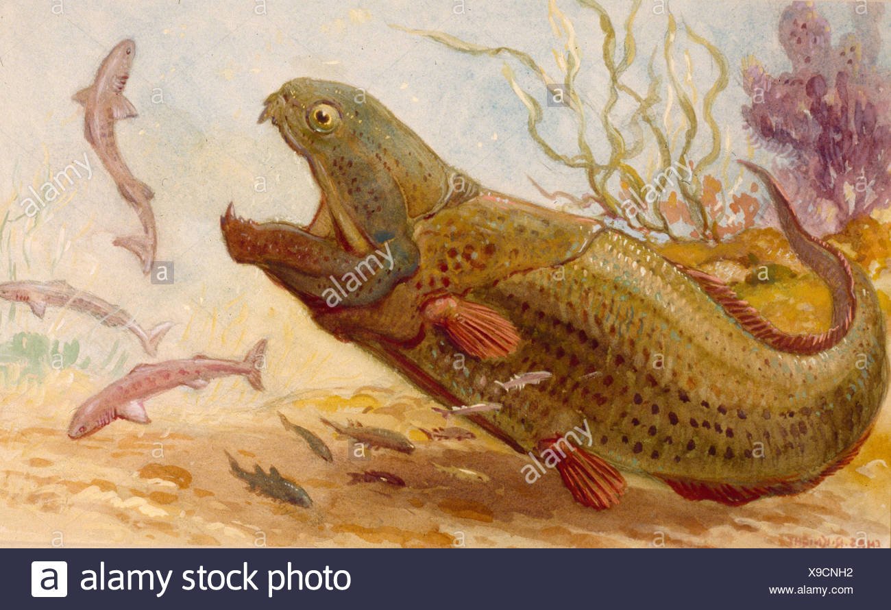 Какими были первые рыбы. Динихтис Буриан. Челюстноротые рыбы Девон. Плакодермы силура. Челюстноротые рыбы Силур.