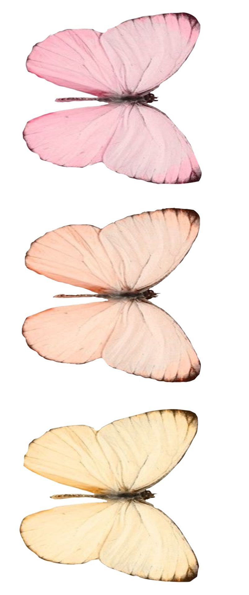 Белая розовая бабочка. Розовые бабочки. Бабочки бело розовые. Бежевые бабочки. Бежевые бабочки для печати.