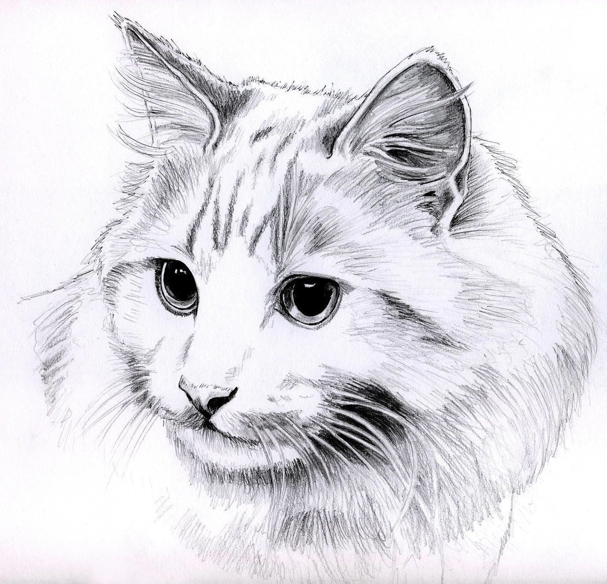 Картинка котика рисунок карандашом