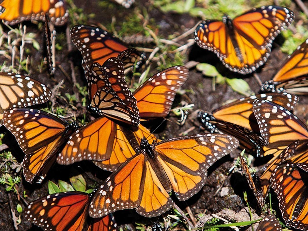 Бабочка монарх картинки