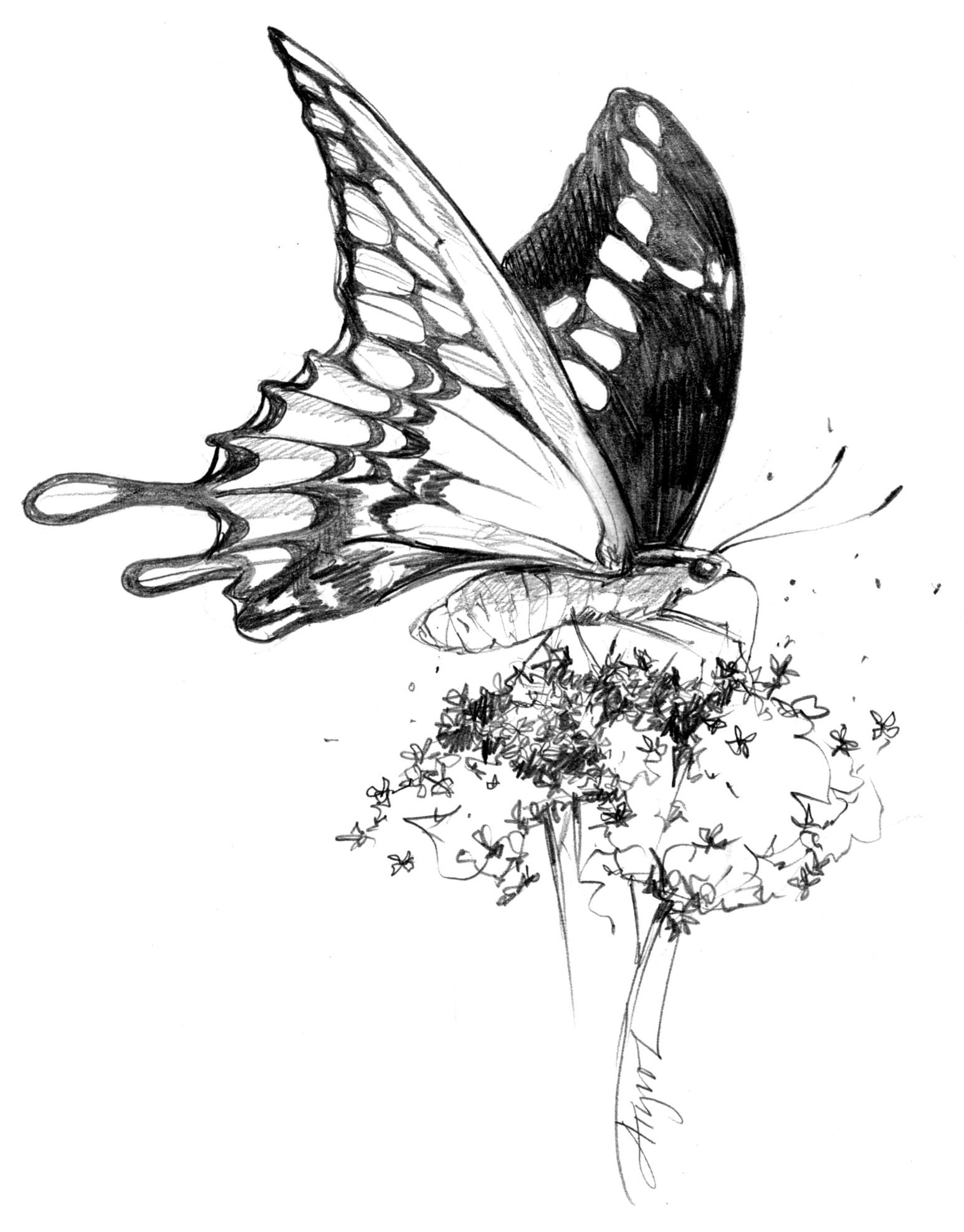 Бабочка арт карандашом