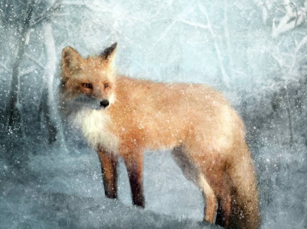 Fox dreaming. Лиса зимой арт. Лиса в зимнем лесу арт. Живопись лиса зимой САА. Лиса зимой картинки для детей.