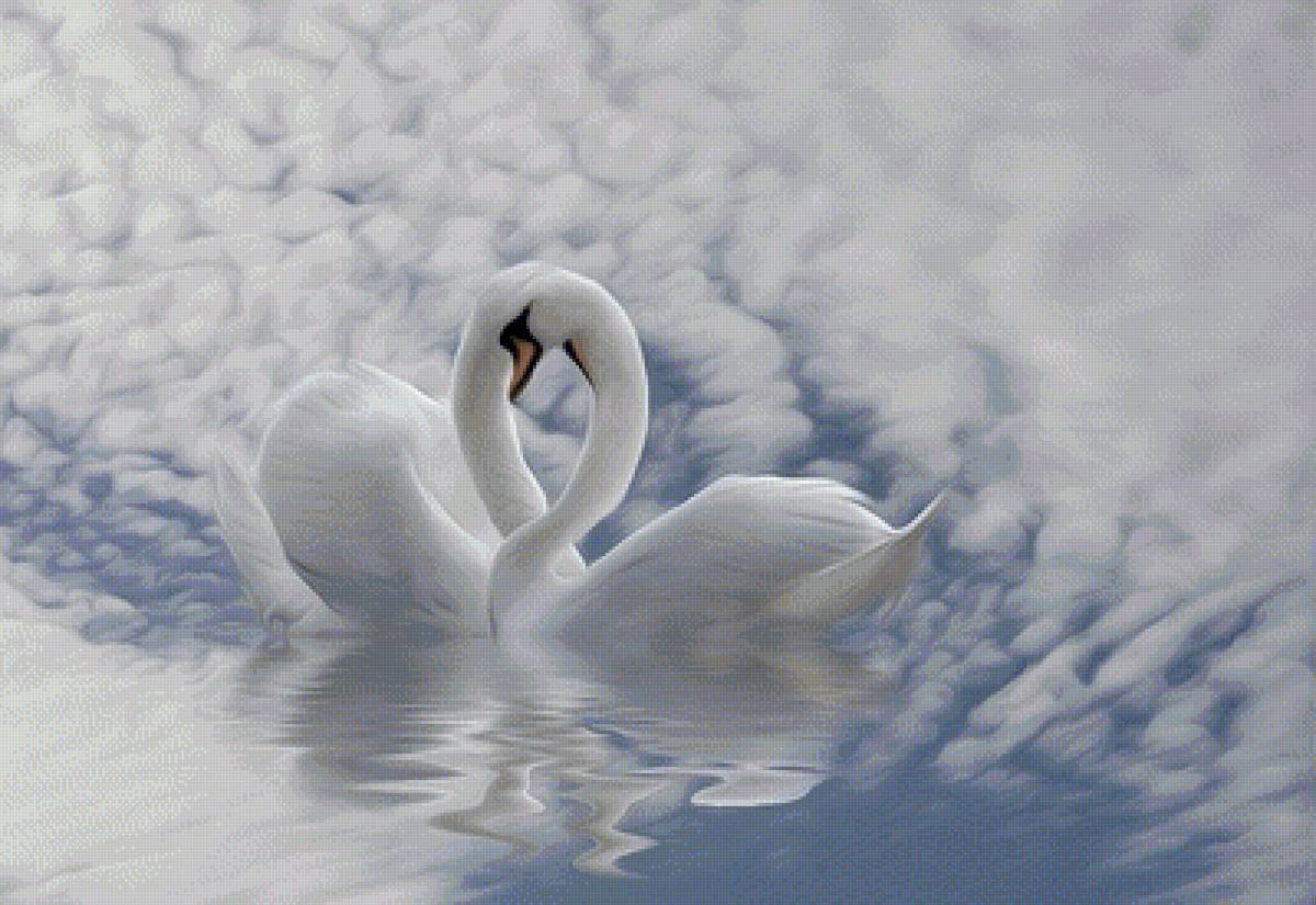 Красивые белые лебеди