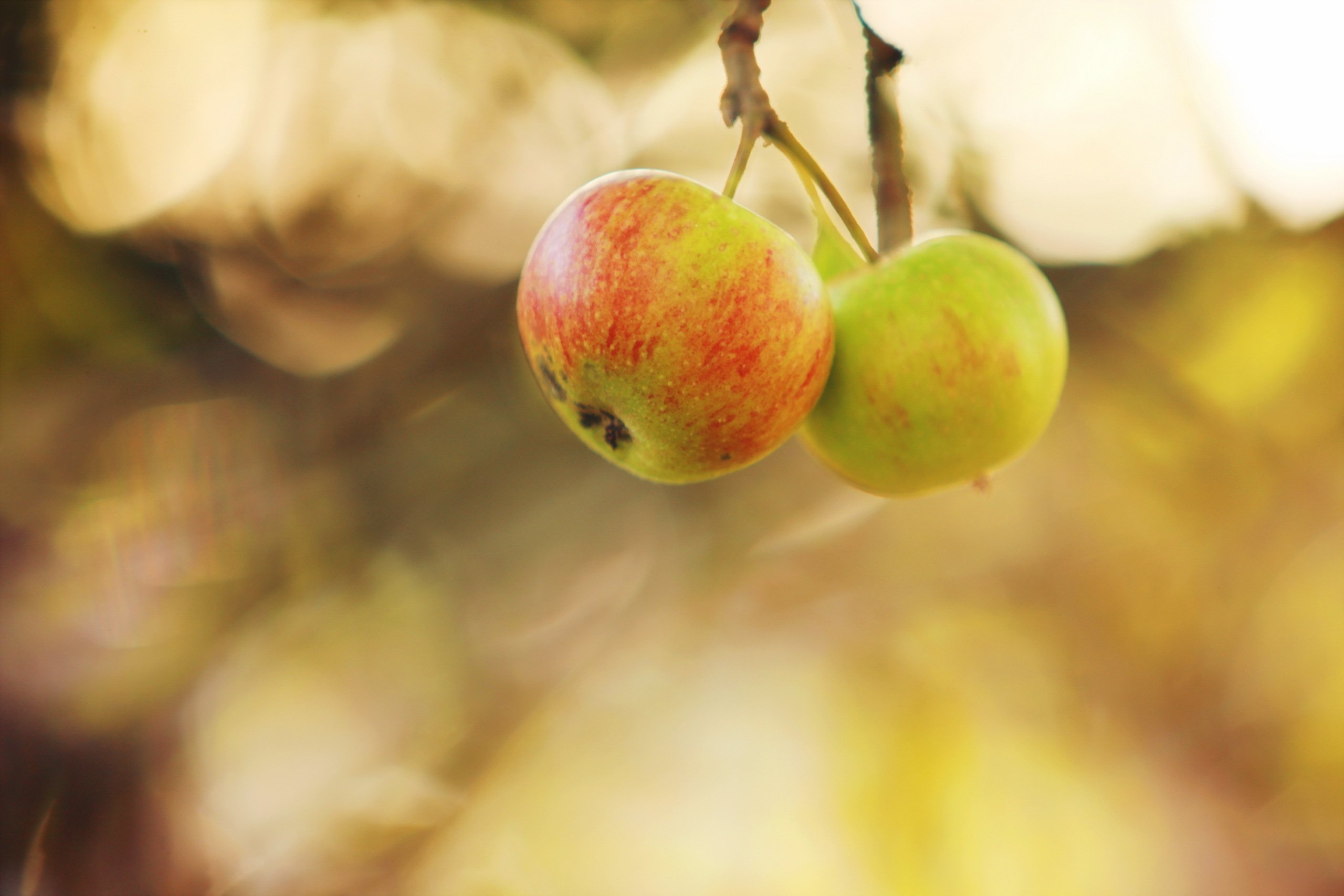 Осенью с яблони собрали яблоки желтые зеленые. Осенние яблоки. Яблоки на ветке. Осенние яблоки на ветке. Заставка на рабочий стол яблоко.
