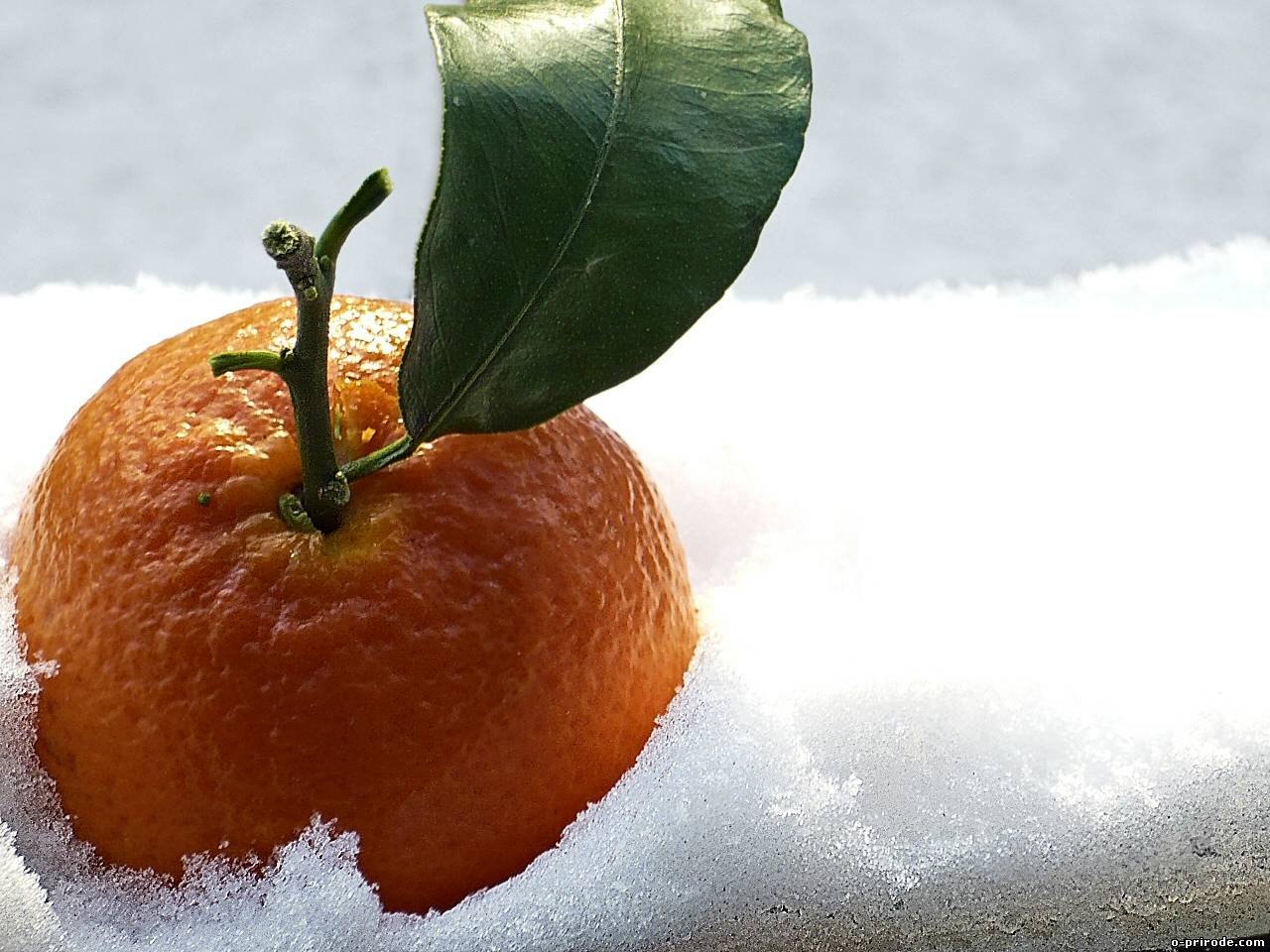 Мандарин мороз. Мандарины на снегу. Апельсины на снегу. Зима мандарины. Апельсины зимой.