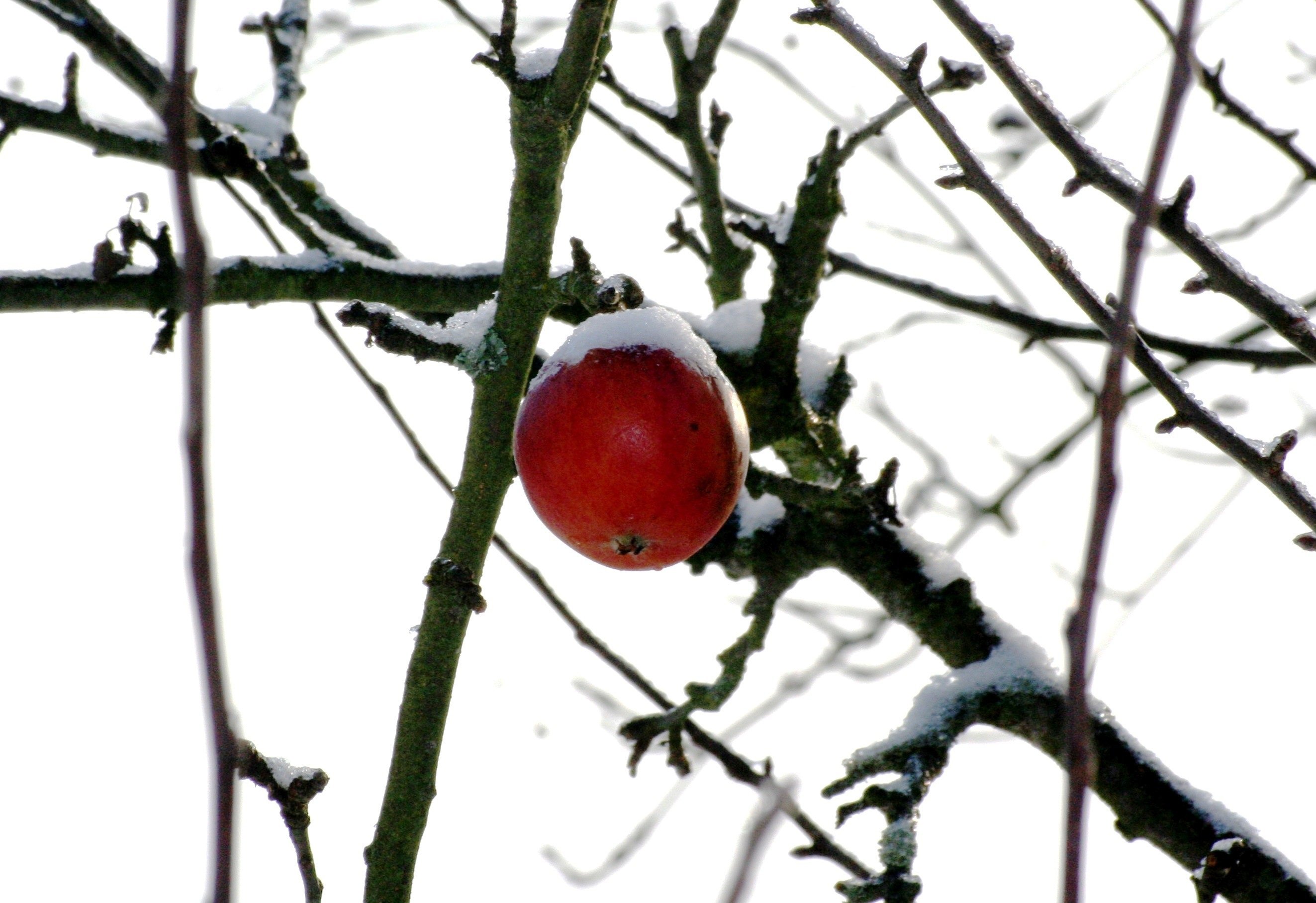 Молодая яблоня зима. Зимние яблоки. Зимняя яблоня. Яблочки на дереве зимой. Ледяные яблоки на дереве.