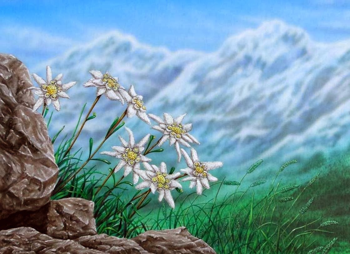 Эдельвейс 1 мая. Эдельвейс цветок. Эдельвейс Альпийский. Эдельвейс принцесса Альп. Эдельвейс растение арт.