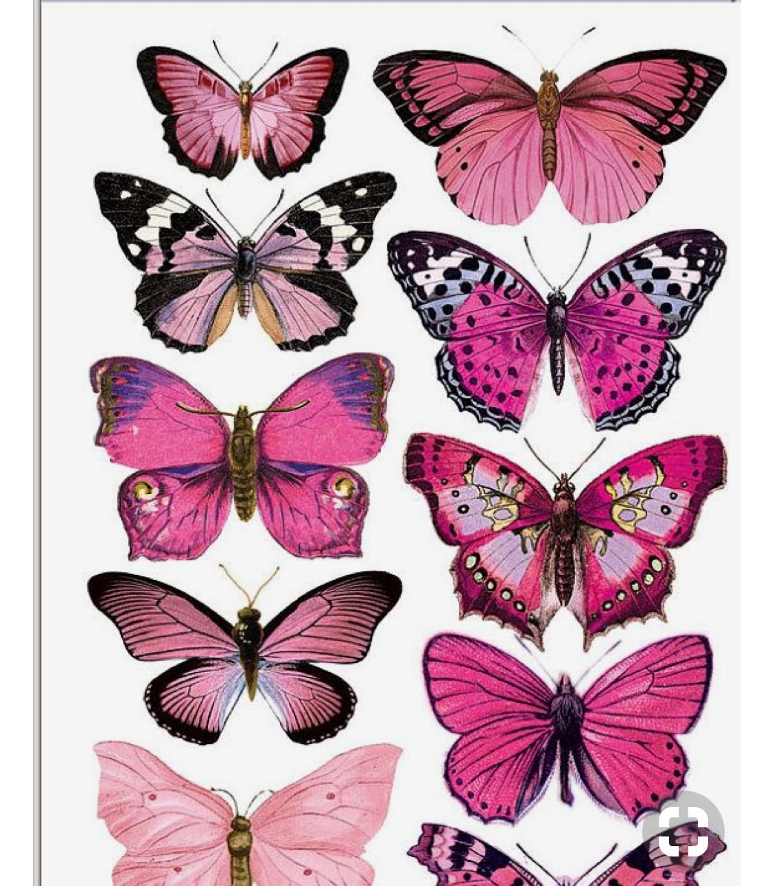 Бабочки для торта картинки для печати. Розовые бабочки. Разноцветные бабочки. Бабочки фотопечать. Бабочки цветные.