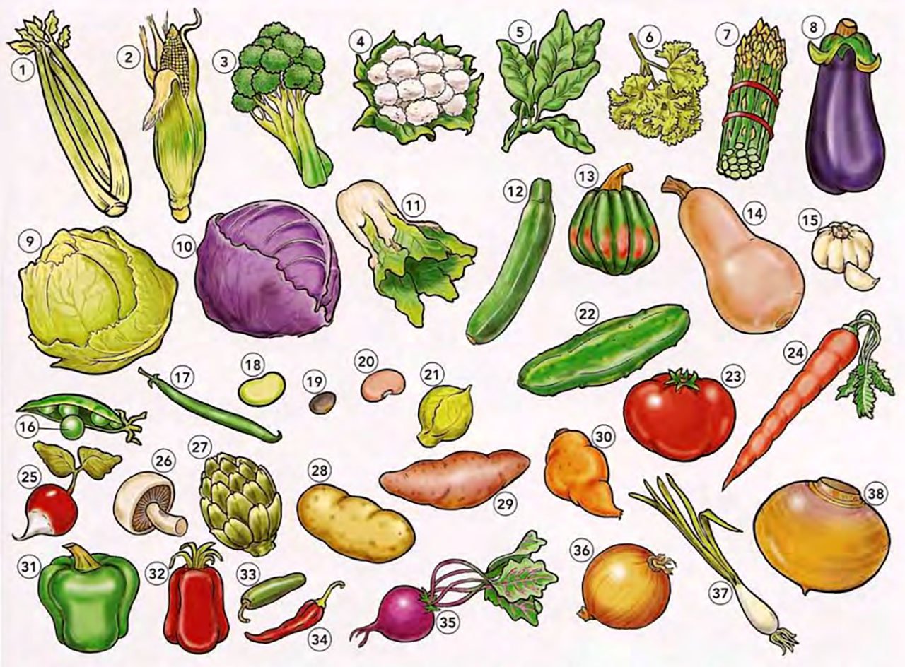 Vegetables vocabulary. Овощи. Овощи иллюстрация. Овощи рисунок. Овощи картинки.