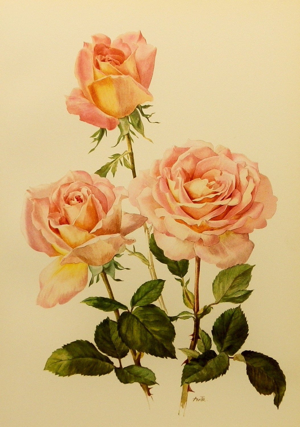 Botanical collection. Розы для декупажа. Ретро цветы.