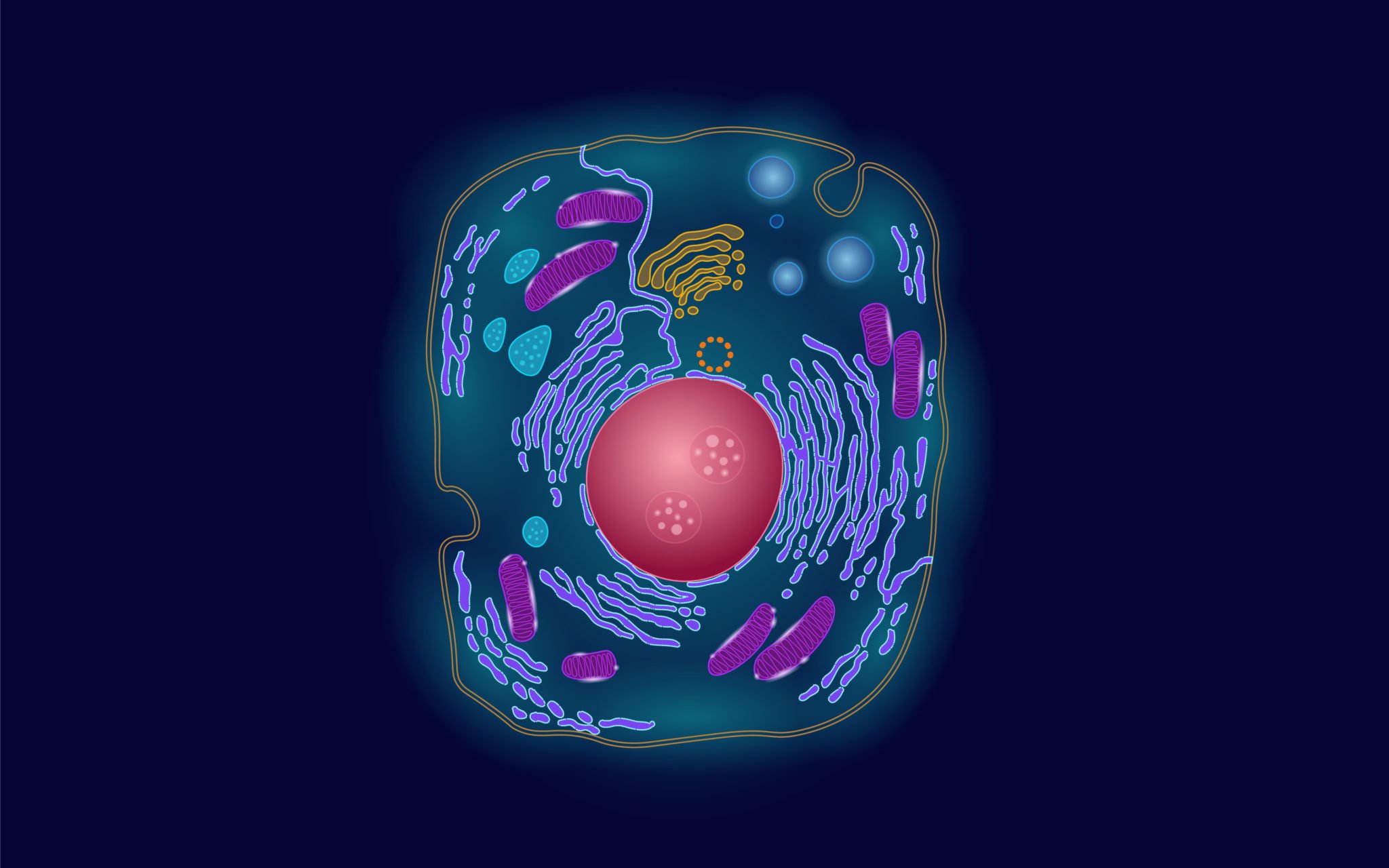 Клетка человека изображение. Клетка организма. Человеческая клетка. Живая клетка. Клетка биология.