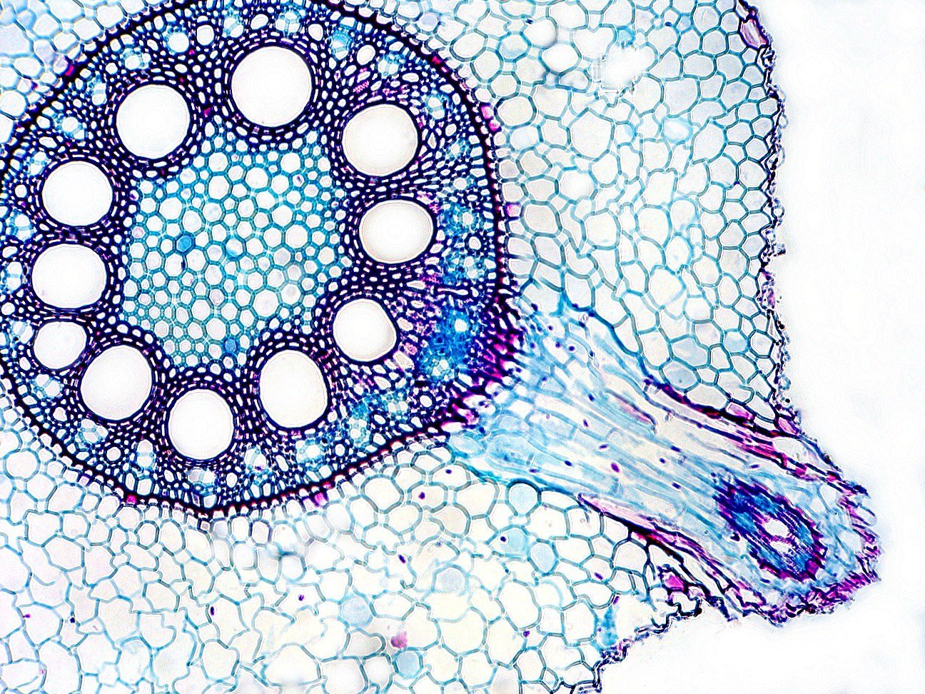 Микропрепараты ботаника. Поперечный срез корня микроскоп. Ксилема микроскоп. Ксилема микрофотография. Срез клетки.