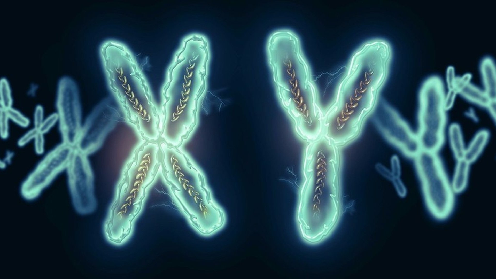 50 chromosome. Генетика хромосомы. Икс и Игрек хромосомы. XY хромосомы. Y хромосома.