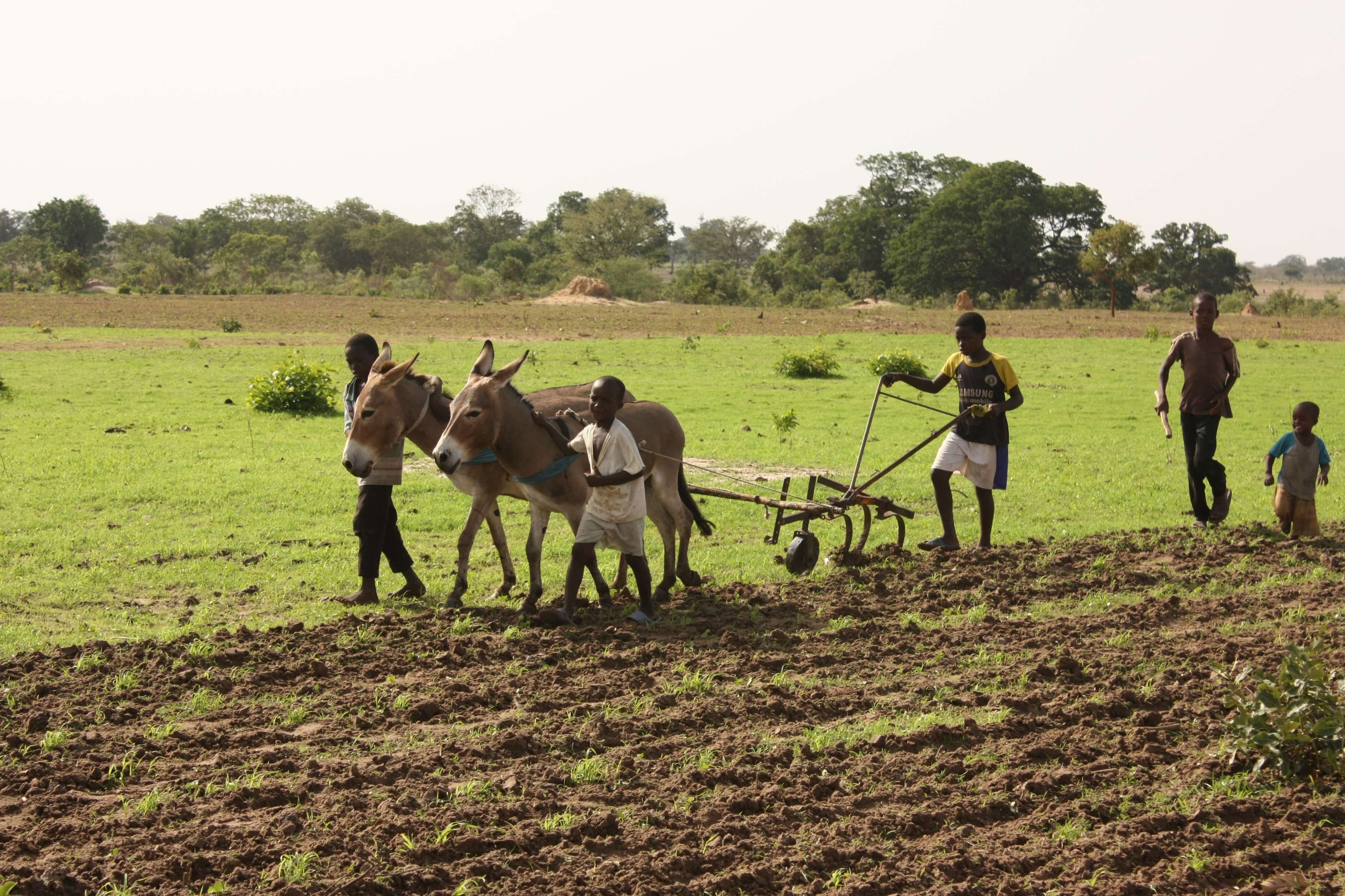 Занятие юар. Земледелие в Африке. Сельское хозяйство Западной Африки. Сельское хозяйство Восточной Африки Африки. Народы Африки сельское хозяйство.