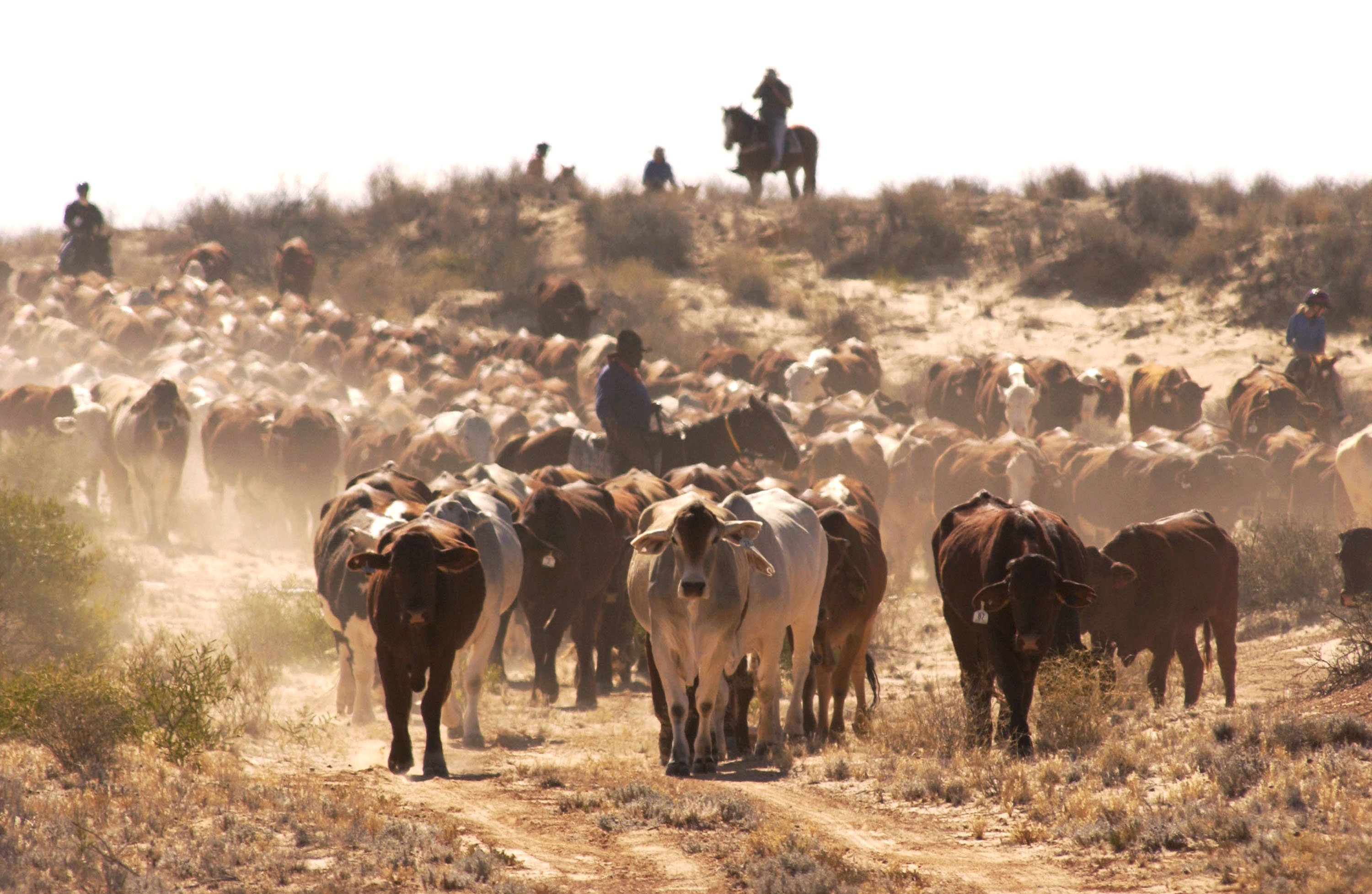 Животноводство мексики. Крупный рогатый скот в Австралии. Скотоводство в пустыне. Скотоводство в Австралии. Пастбища Африки.