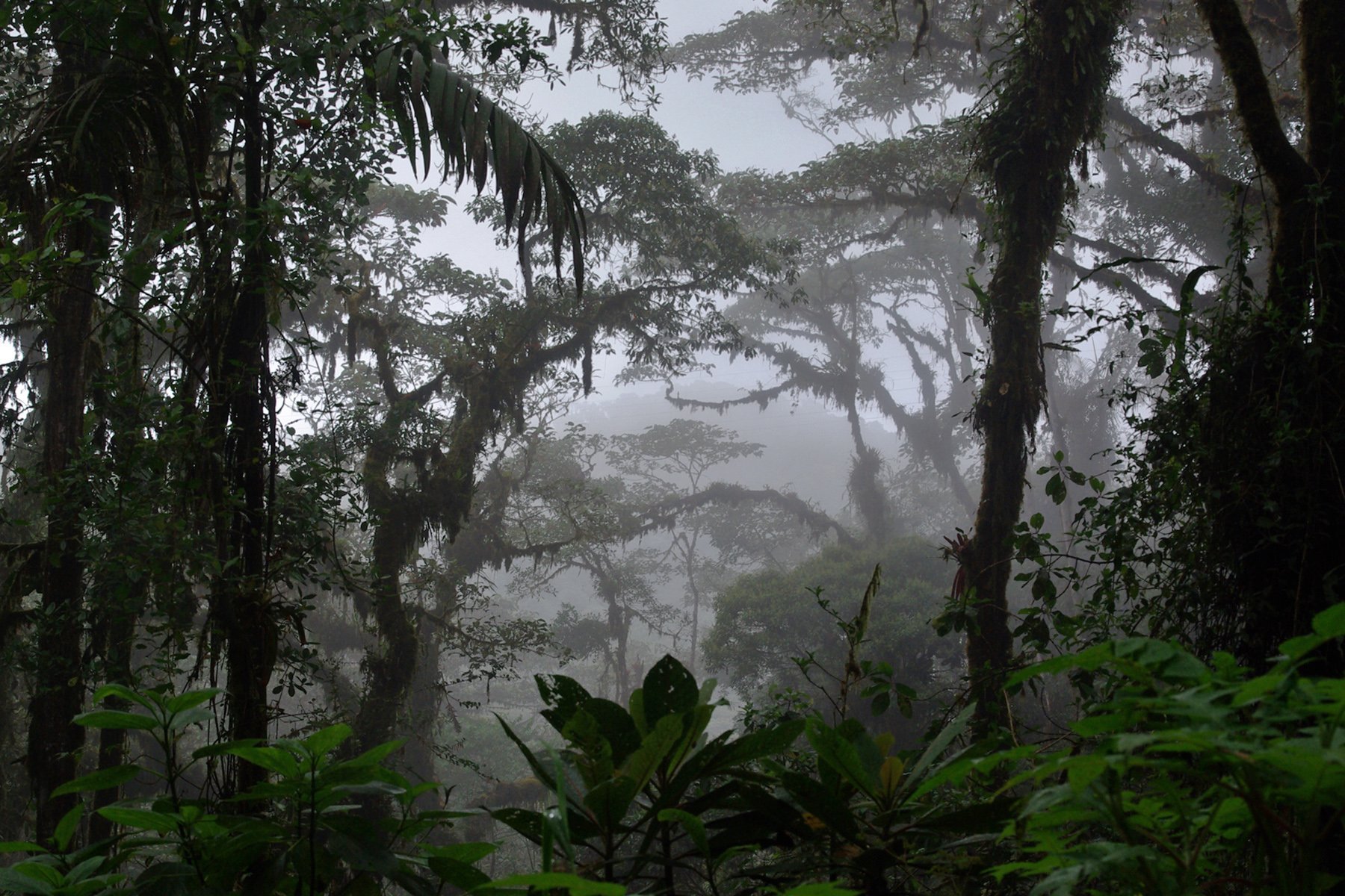 Амазонка дика природа. Муссонные леса Южной Кореи. Чунцин тропические джунгли. Тропические леса Ацинананы. Субтропический лес Японии.