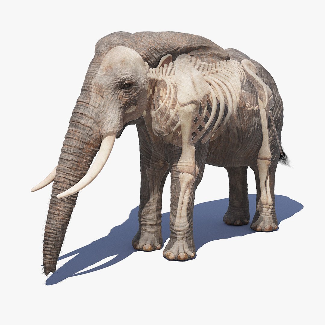 Скин слоника. Модель слона. Слон 3д модель. Слон 3d модель. Кости слона.