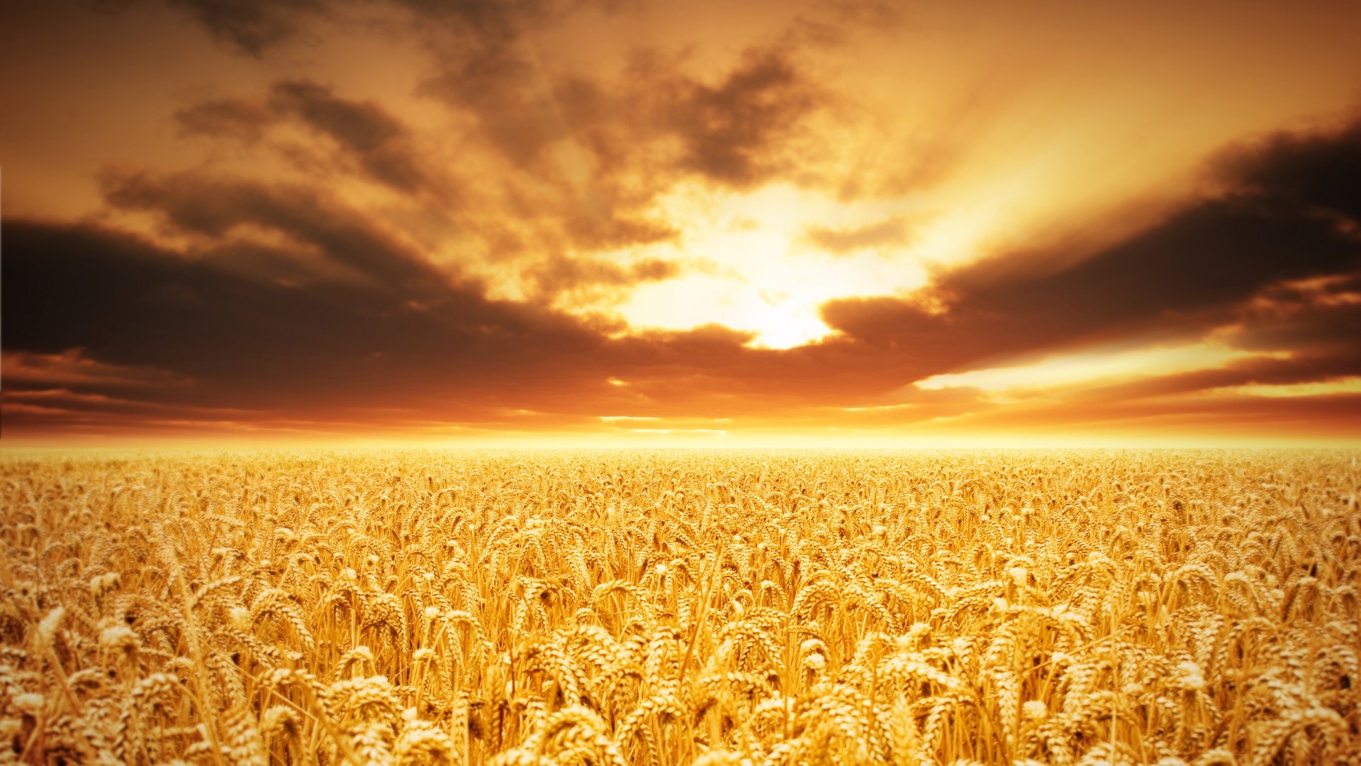 Пшеничное солнце. Поле пшеницы. Красивое поле пшеницы. Бескрайнее пшеничное поле. Ржаное поле.
