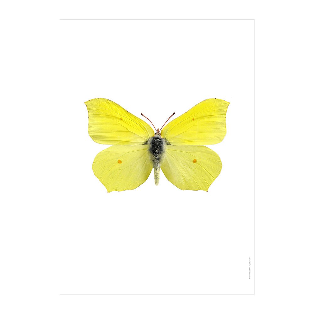 Бабочка лимонница рисунок. Бабочка лимонница. Жёлтая бабочка. Лимонница рисунок. Gonepteryx rhamni рисунки.