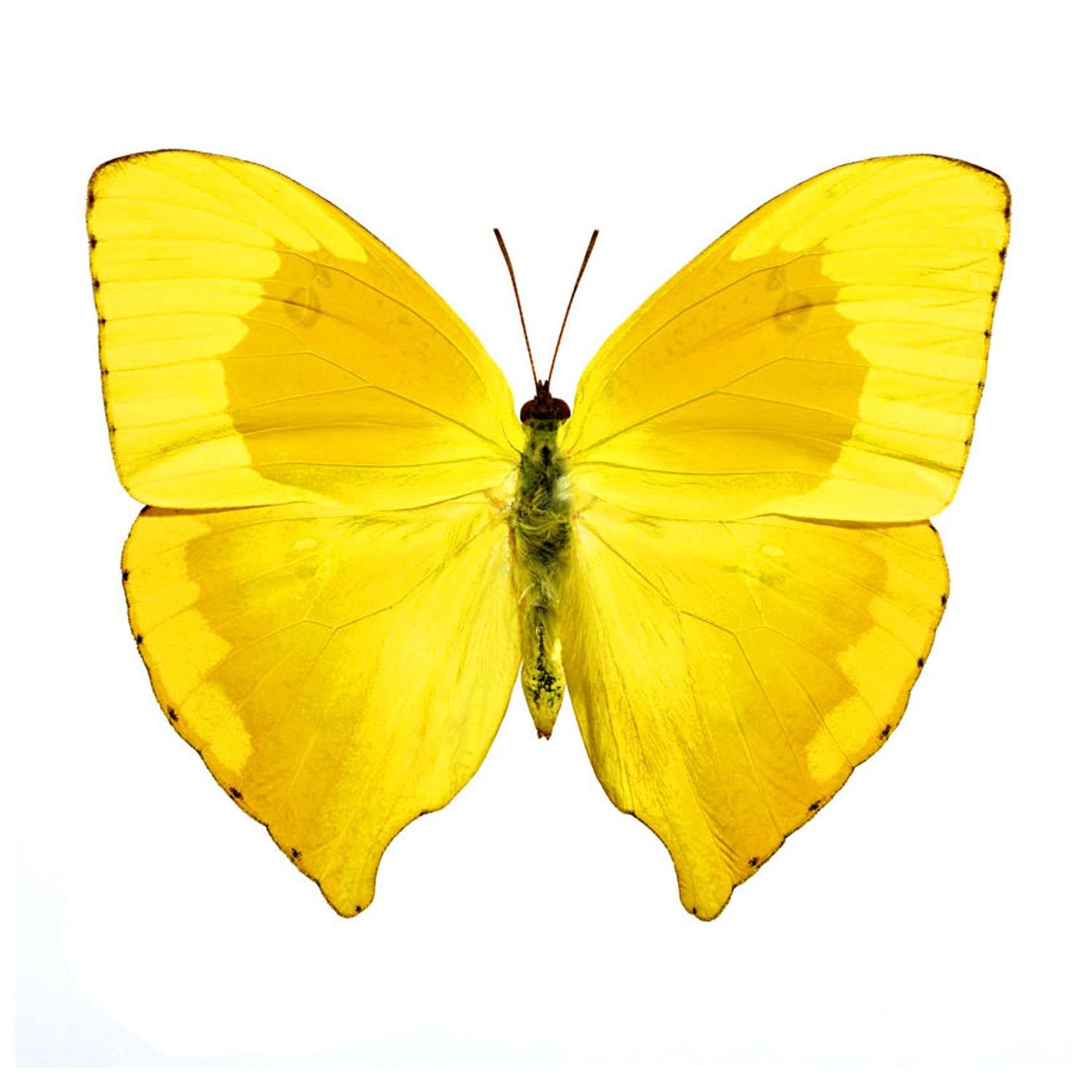 Бабочка лимонница рисунок. Бабочка капустница желтая. Жёлтая бабочка. Бабочки желтого цвета. Желтая бабочка на прозрачном фоне.