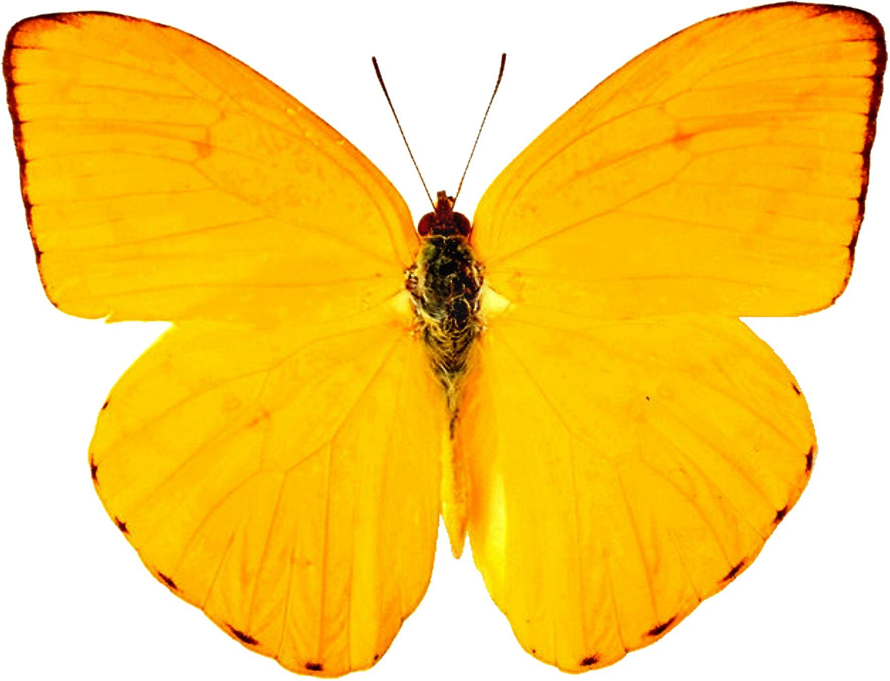 Желто зеленая бабочка. Бабочка лимонница крушинница. Жёлтая бабочка лимонница. Бабочки желтого цвета. Бабочка лимонного цвета.