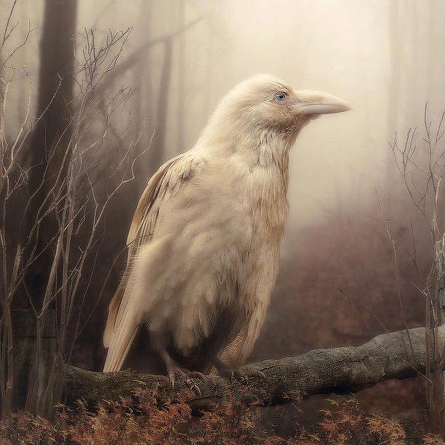 Птица объявится белая ворона. Ворон альбинос. Ворона альбинос арт. Ворона альбинос Эстетика. Белая ворона альбинос.