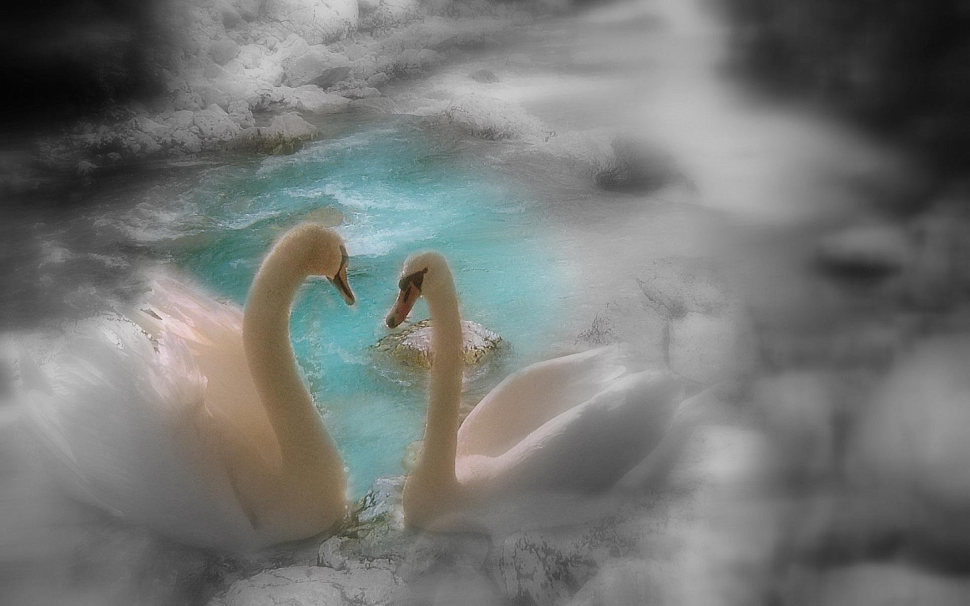 Верность вода. Лебединая верность. Красивые лебеди. Любовь и лебеди. Пара лебедей.