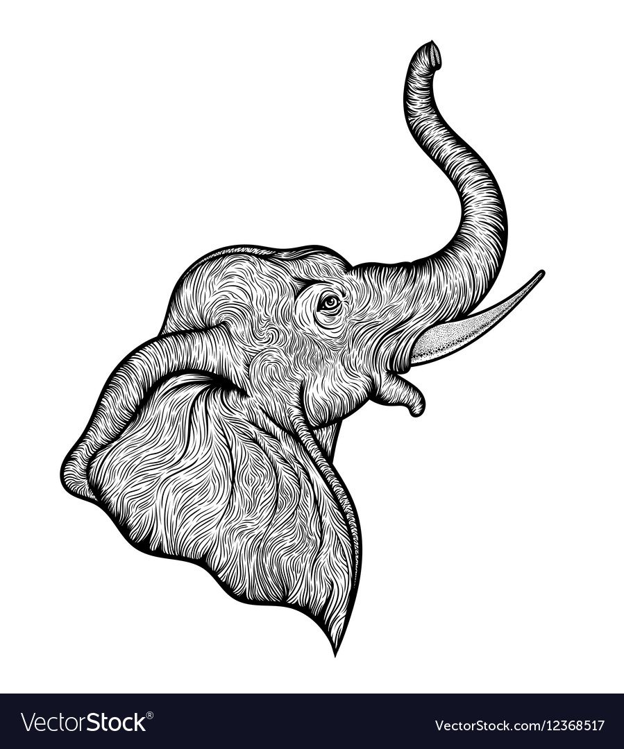 Голова слона с хоботом