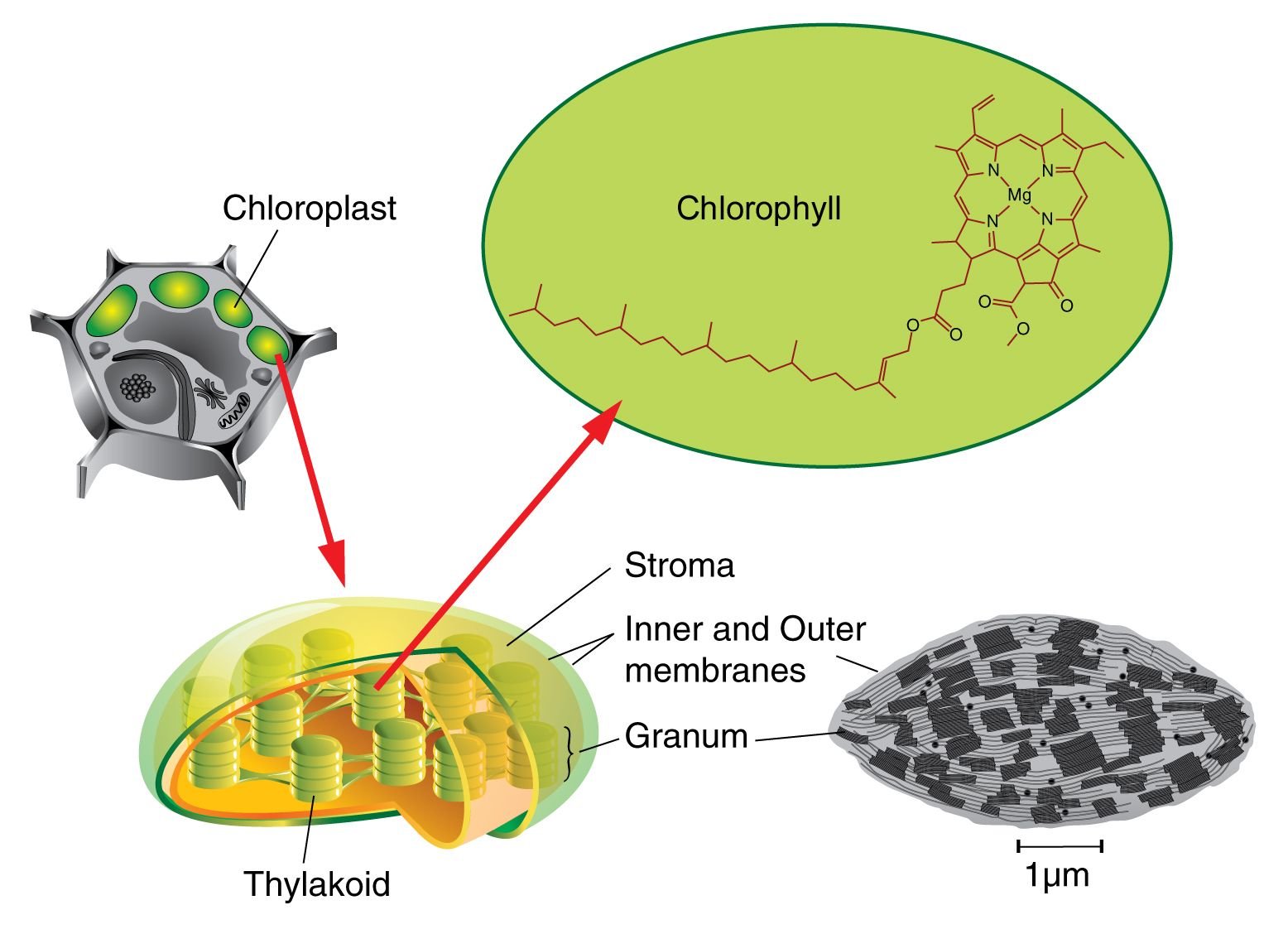 Фотосинтез происходит в клетках содержащих хлорофилл. Строение хлоропласта Строма. Строма хлоропласта фотосинтез. Мембрана хлоропласта. Хлорофилл в хлоропластах.