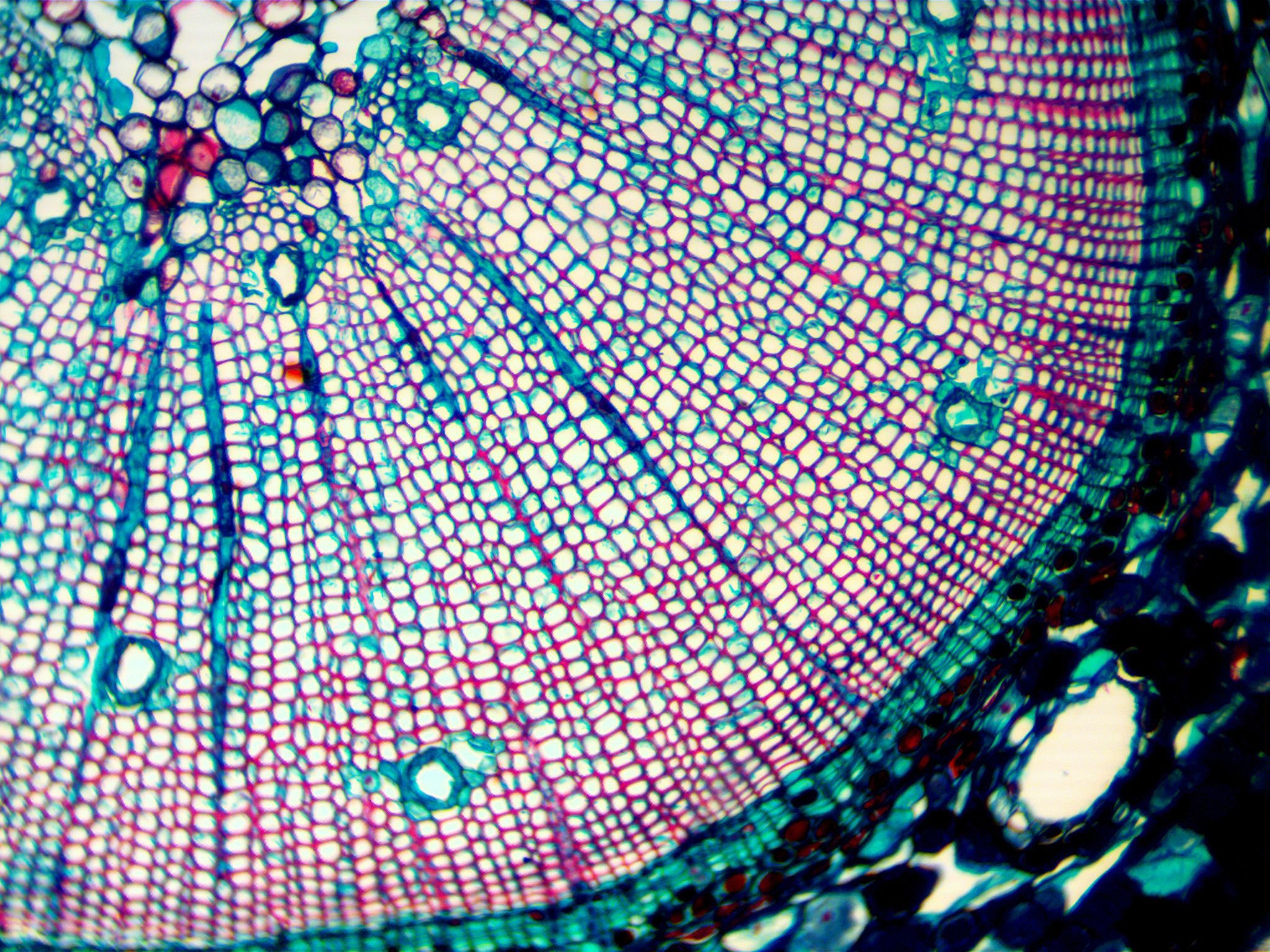 Какую клетку можно увидеть. Микроскоп under Microscope. Клетки луба микроскоп. Нейтринный микроскоп. Клетка в микроскопе.