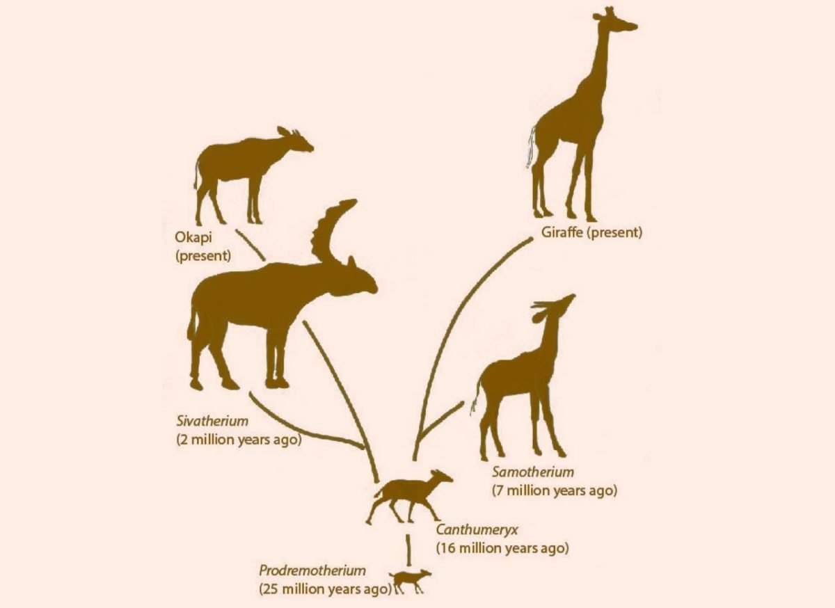 Что по ламарку является причиной появления длинной. Эволюция жирафа Ламарк. Ламарк теория Жираф. Теория эволюции Ламарка Жирафы. Эволюционная теория Ламарка Жираф.