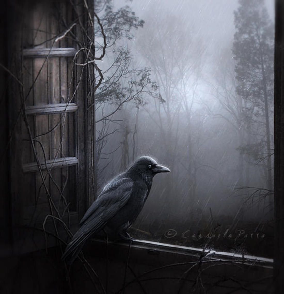 Night crows вороны. Мрачные птицы. Готическая птица. Мрачный ворон. Одинокий ворон.