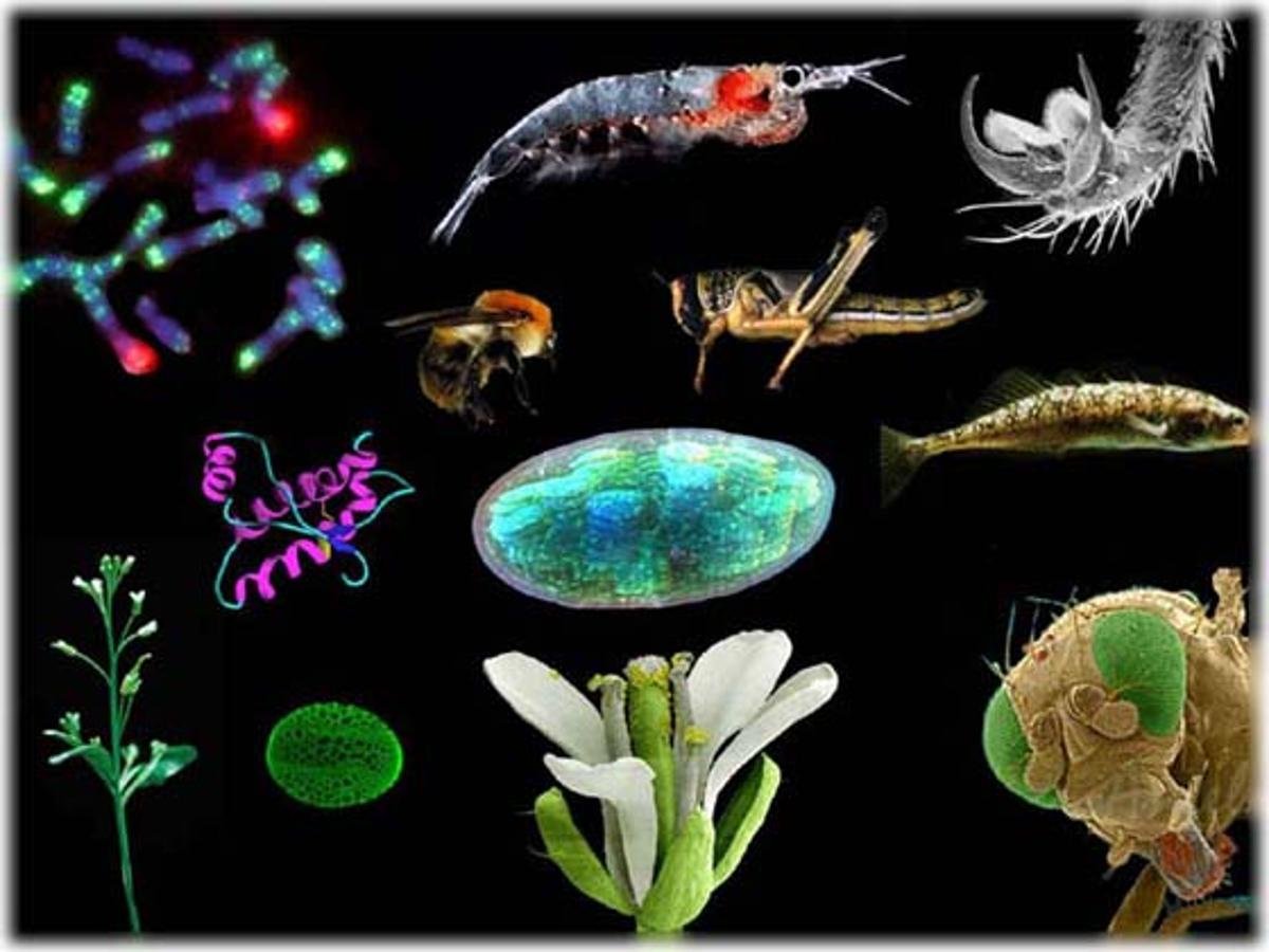 Все живые организмы в том числе. Биология. Биология картинки. Биология иллюстрации. Рисунок на тему биология.