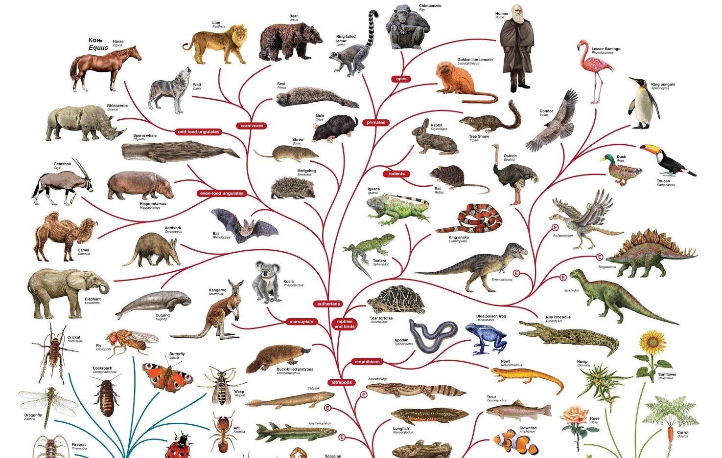 Филогенетическое Древо млекопитающих