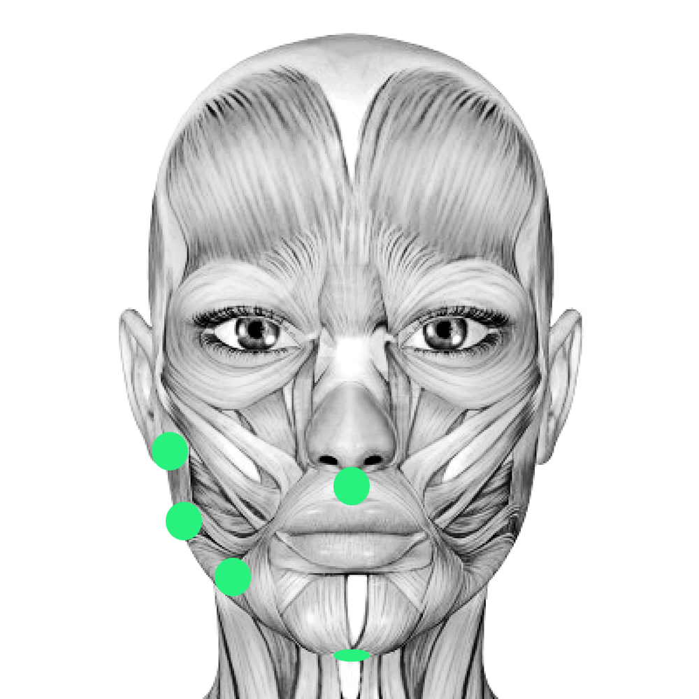 Косметология мышцы. Мышцы лица. Лицевые мышцы. Мышцы лица человека. Анатомия лицевых мышц.