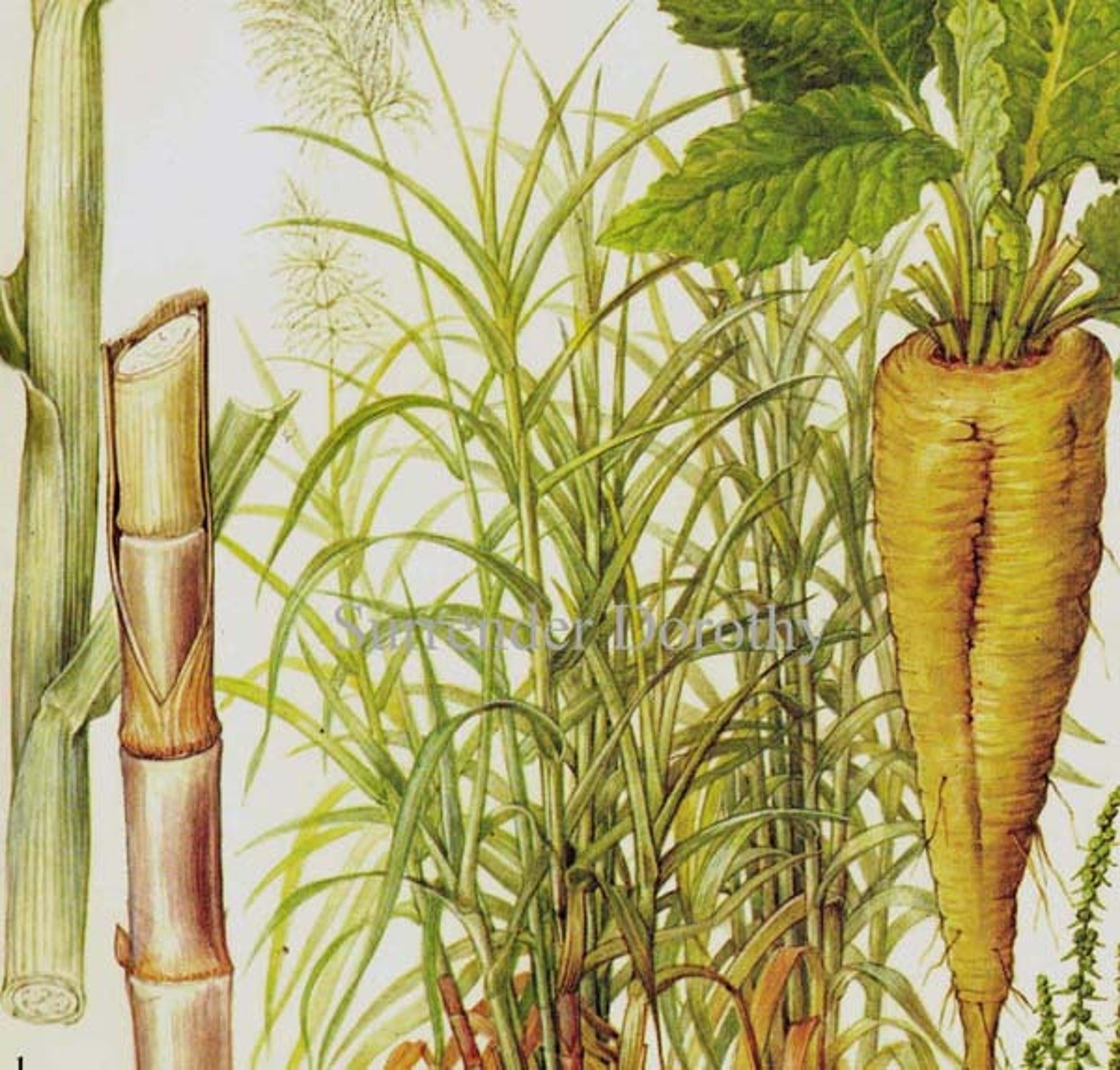 Б сахарный тростник. Сахарный тростник и сахарная свекла. Сахарный тростник и бамбук. Тростник Ботаническая иллюстрация. Сахарный тростник корневая система.