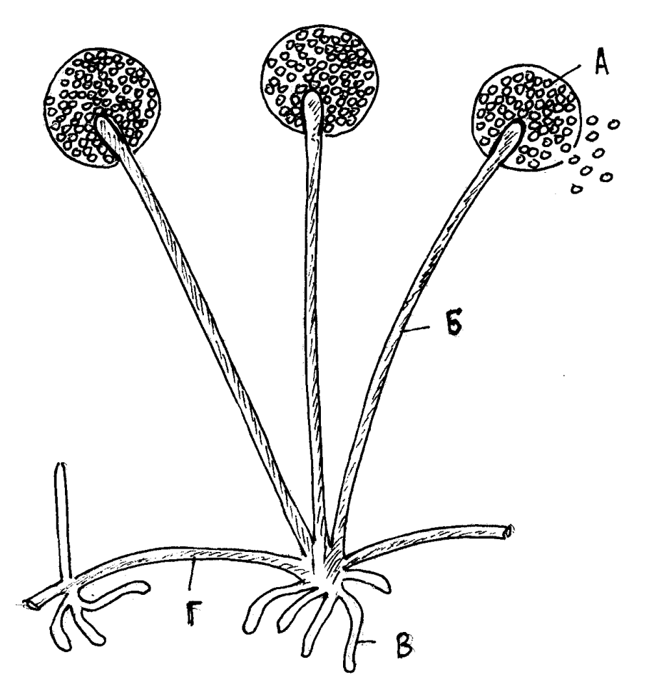 Конидии ризопус. Зигомицеты ризопус. Мукор ризопус мицелий. Плесневые грибы ризопус.