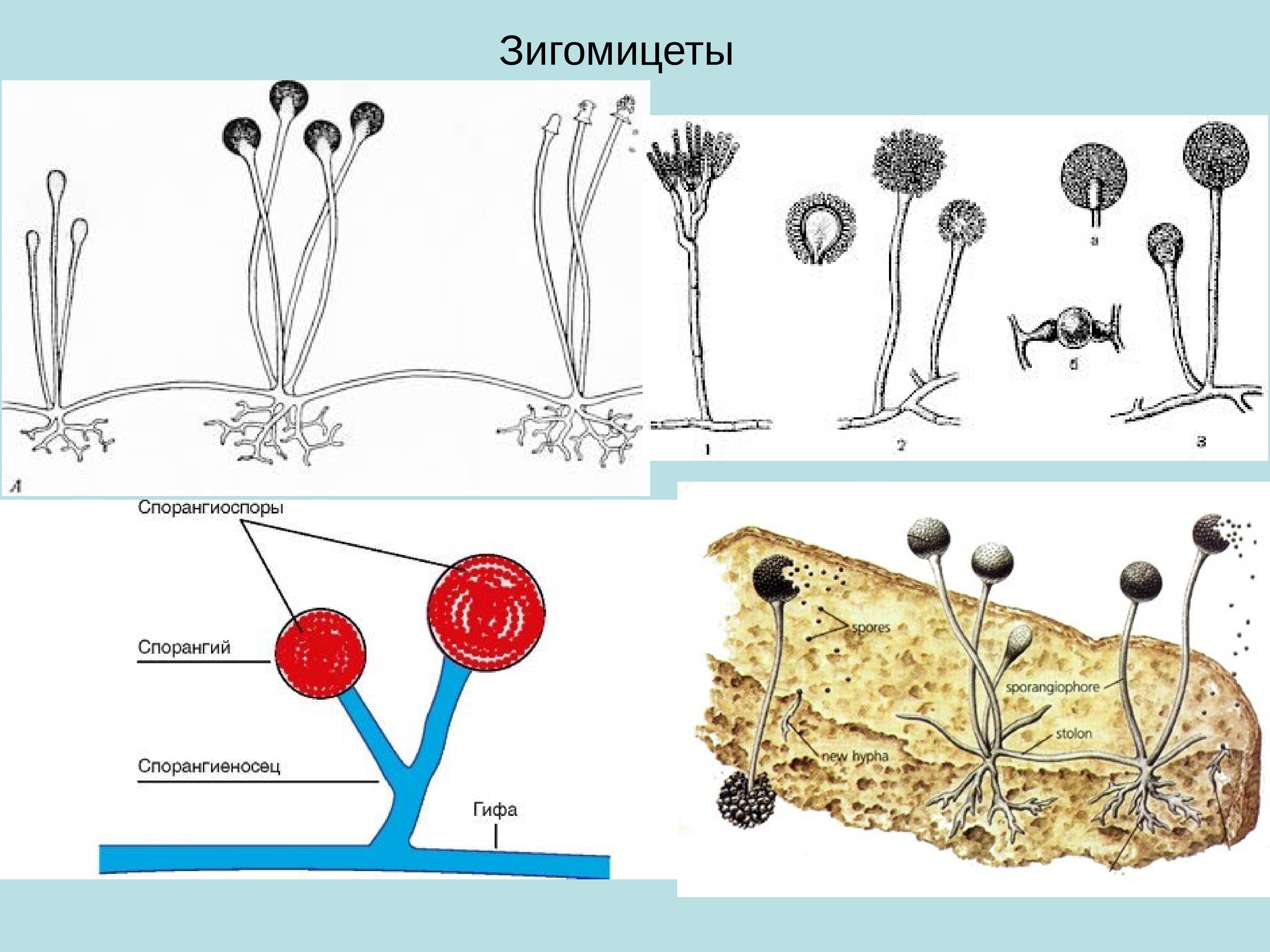 Плесневые грибы представители. Зигомицеты строение мицелия. Зигомицеты грибы представители. Строение мукора. Строение гриба рода Mucor.