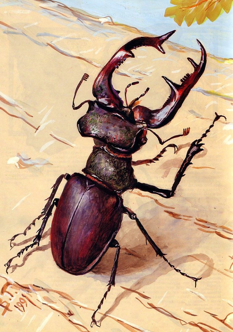 Рисунок жук олень
