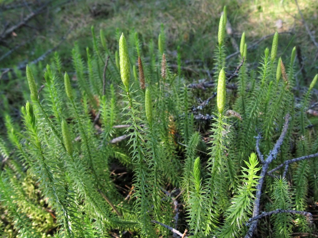 Плаунообразные растения. Плаун булавовидный. Плаун годичный (Lycopodium annotinum). Плаун Баранец. Плаун Баранец обыкновенный.