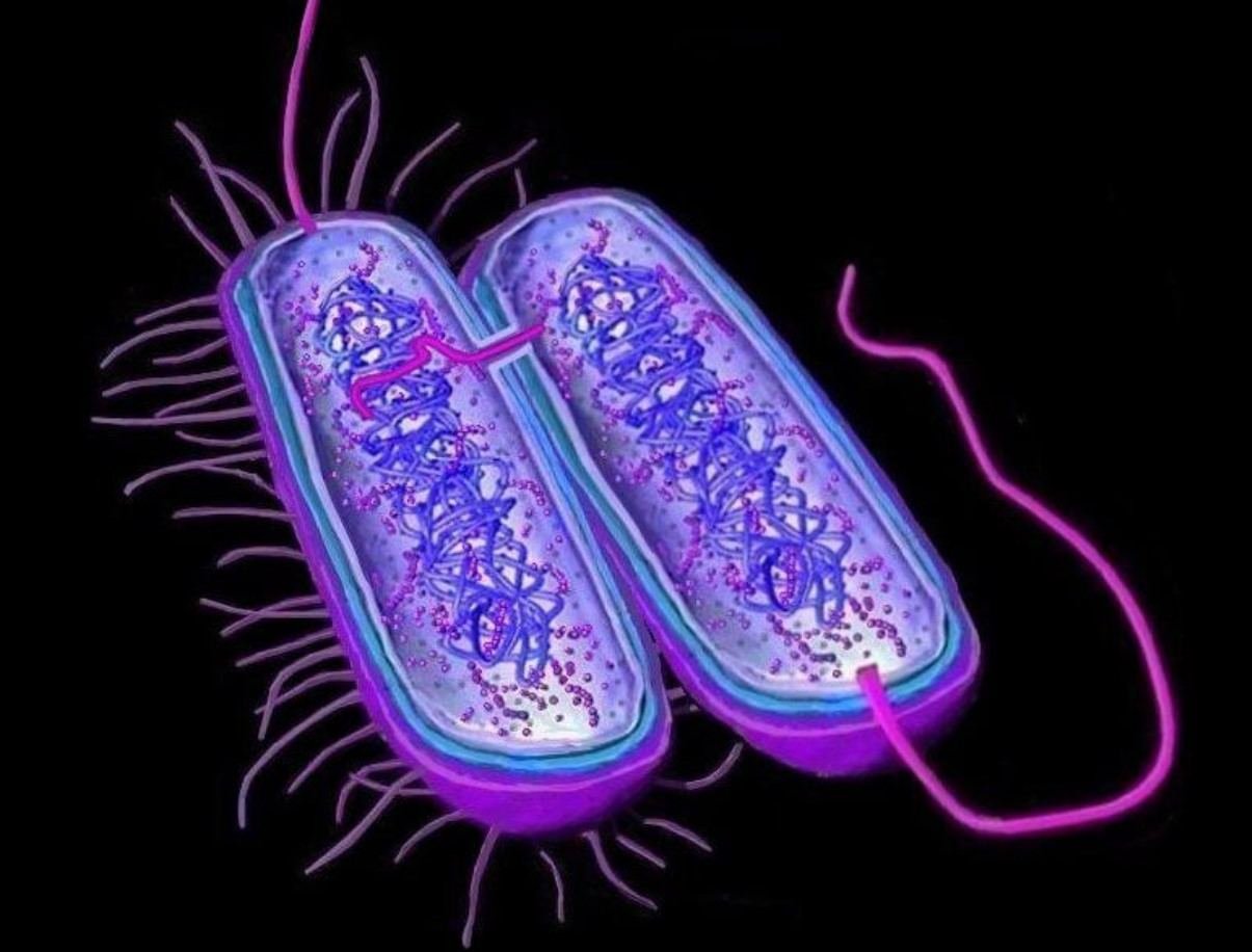 Деление клеток прокариот. Археи микробиология. Прокариоты архебактерии. Бактерии и археи. Клетка археи.