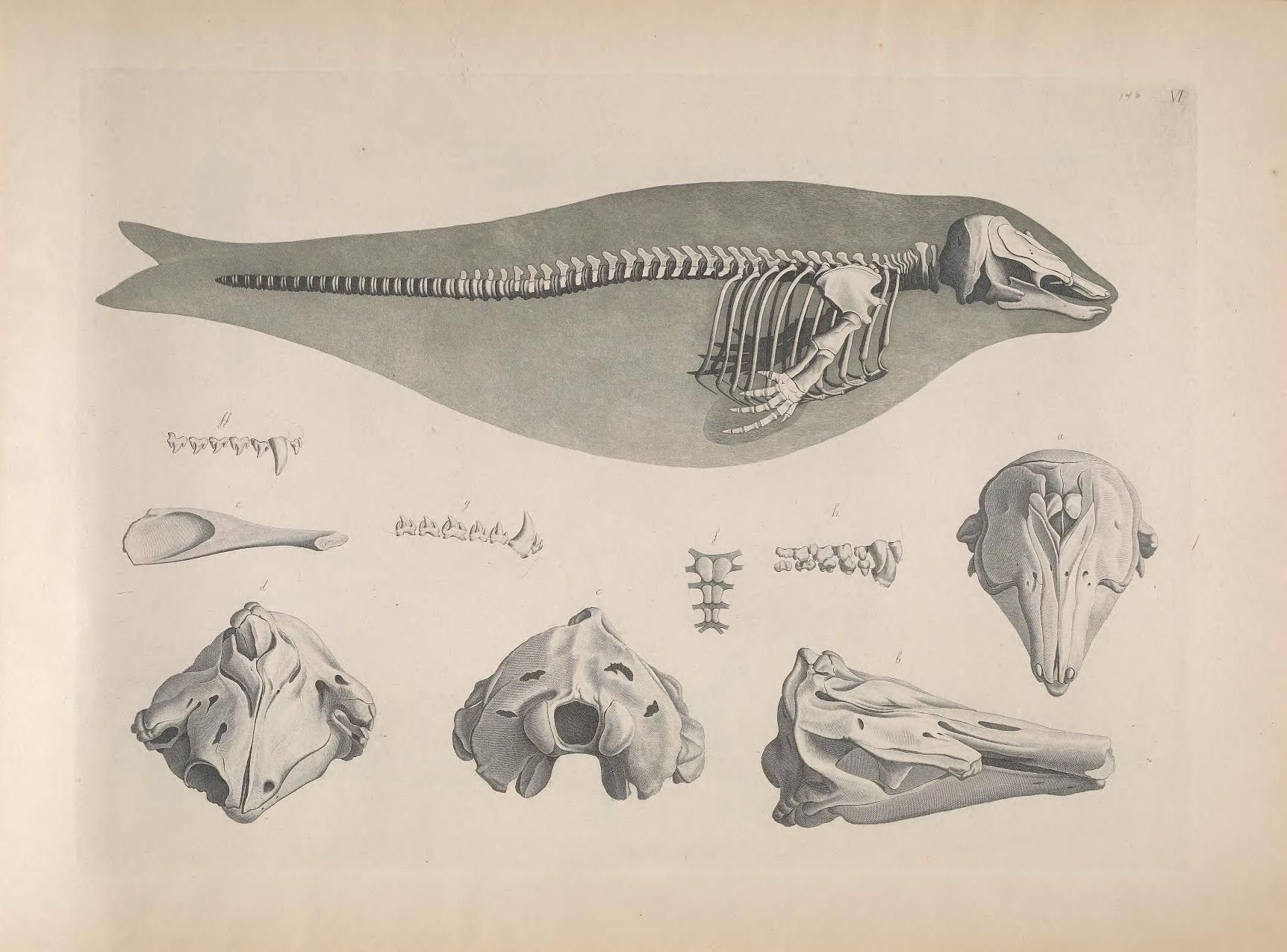 Ласты кита и роющие конечности. Скелет кита анатомия. Строение скелета китообразных. Череп китообразных. Скелет дельфина.