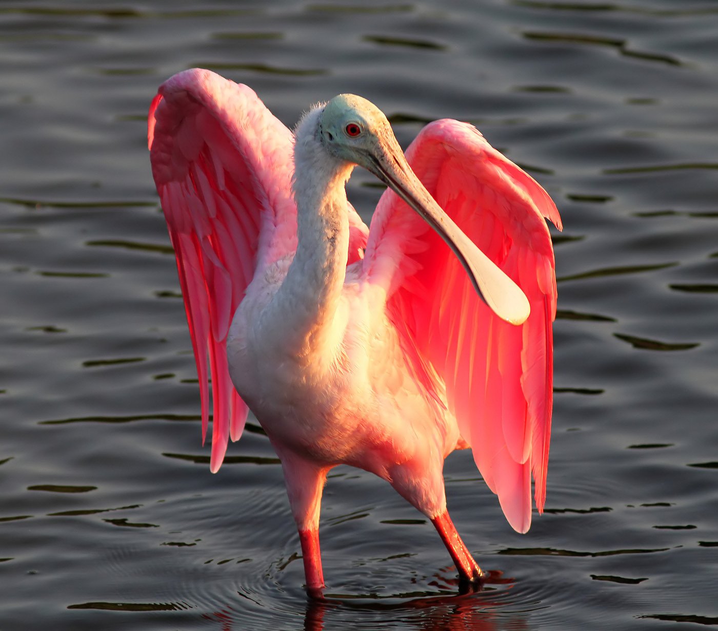 Розовый пеликан красная. Roseate Spoonbill птица. Колпица птица. Пеликаны Бабуры. Радужный Пеликан.