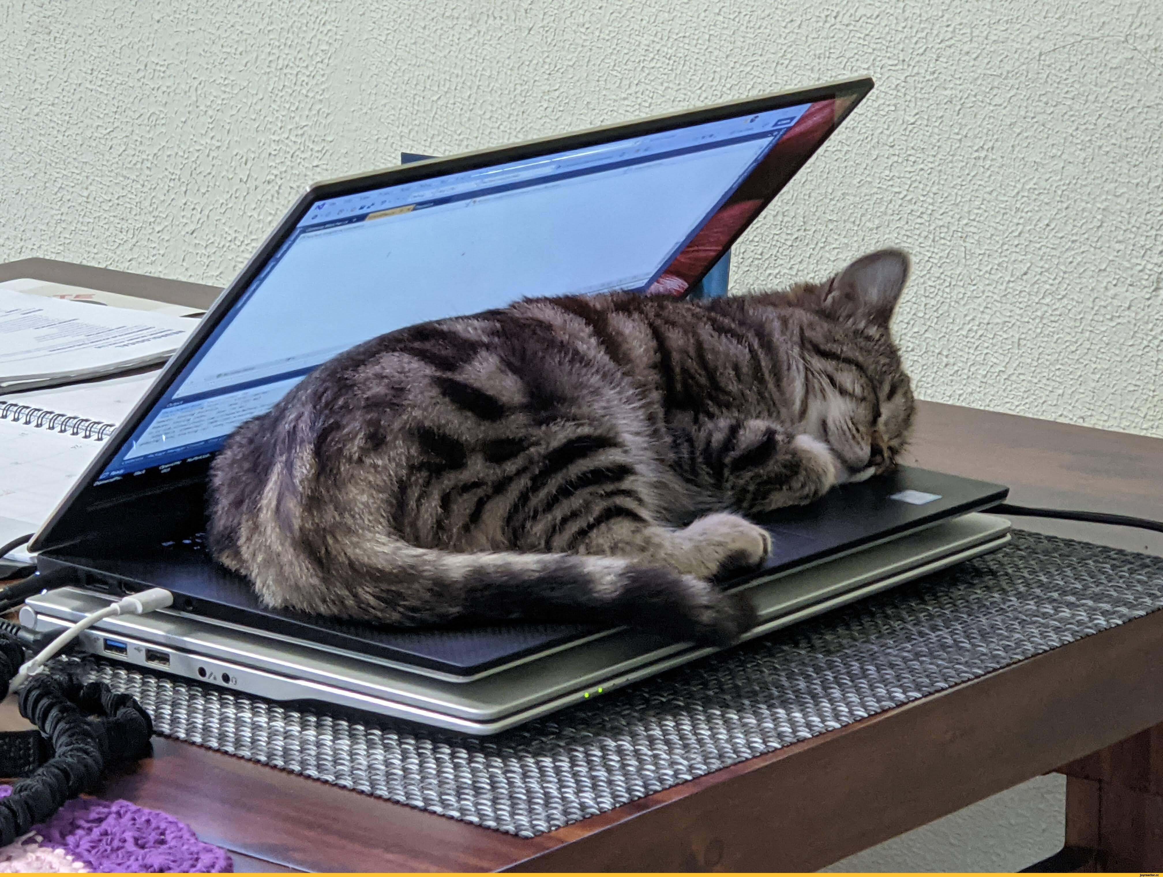 Ноутбук сатам. Кот с ноутбуком. Смешной ноутбук. Котик за компом. Кошачий ноутбук.