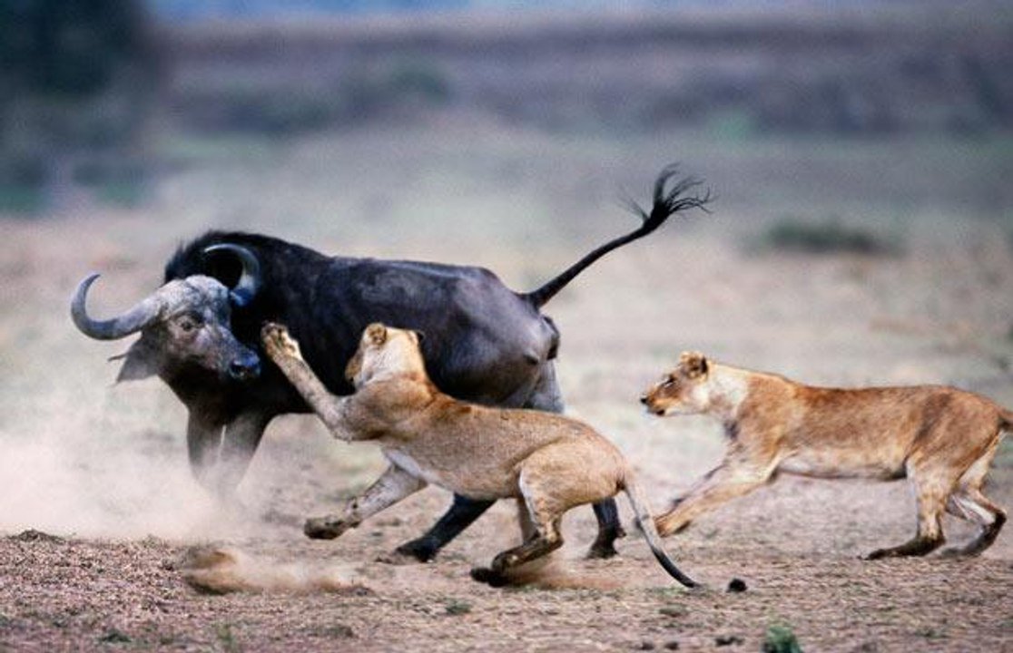Соперничество животных. Конкуренция в природе. Конфликт между животными. Борьба животных в дикой природе.