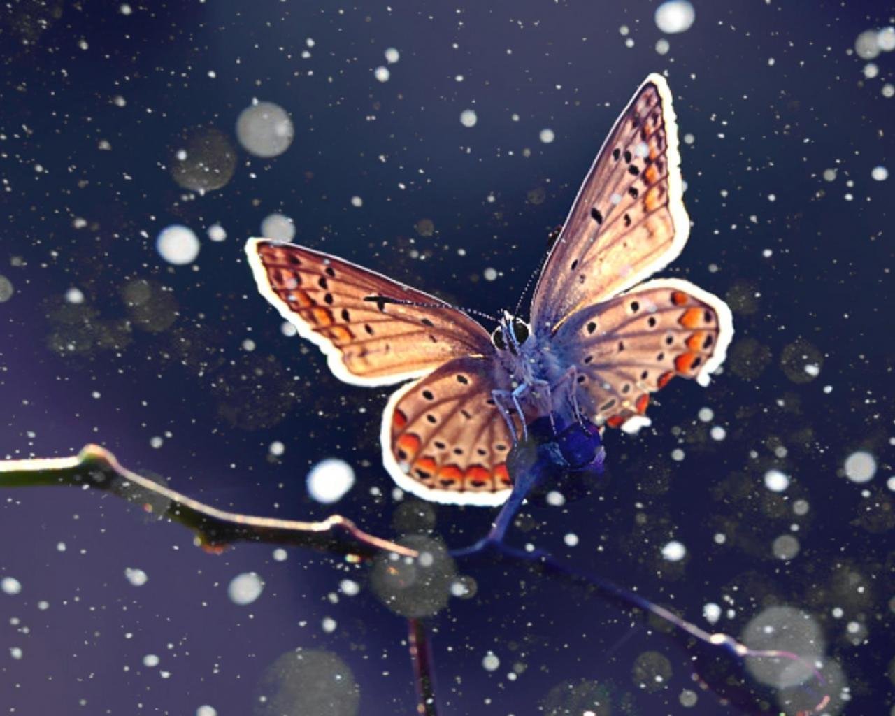 Словно бабочек легкая. Зимняя бабочка. Ночная бабочка. Мотылек бабочка. Бабочки зимой.