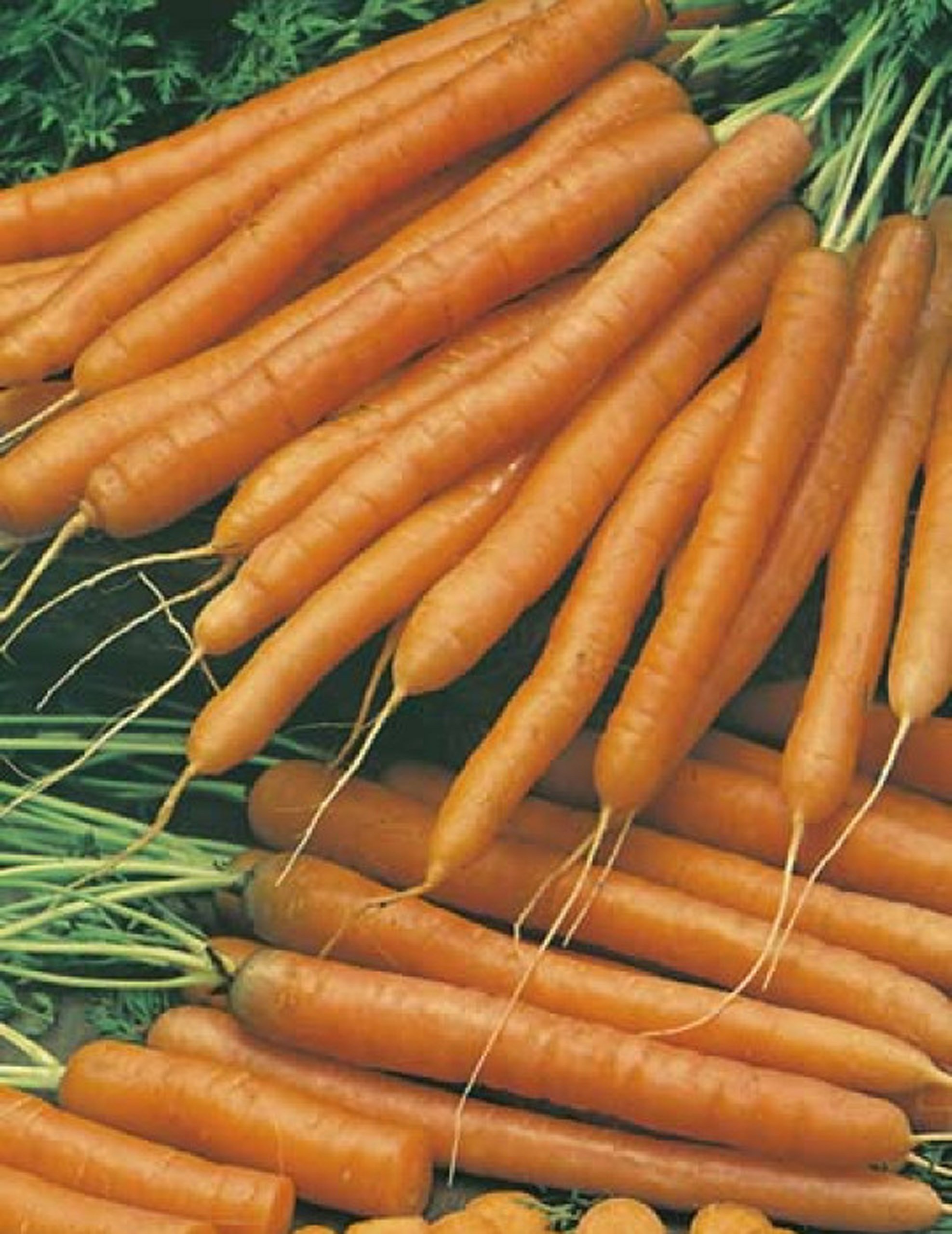 Морковь дикая купить. Морковь Морелия. Беби морковь семена. Сорта дикой морковки. Семена моркови для профессионалов.