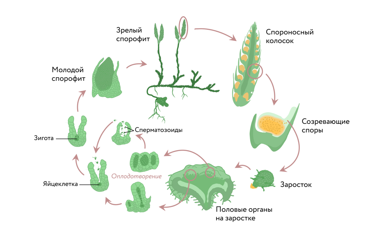 Для растения спорофита характерно. Цикл размножения плауновидных. Цикл развития плауна схема. Цикл размножения плауна. Жизненный цикл плауна схема.