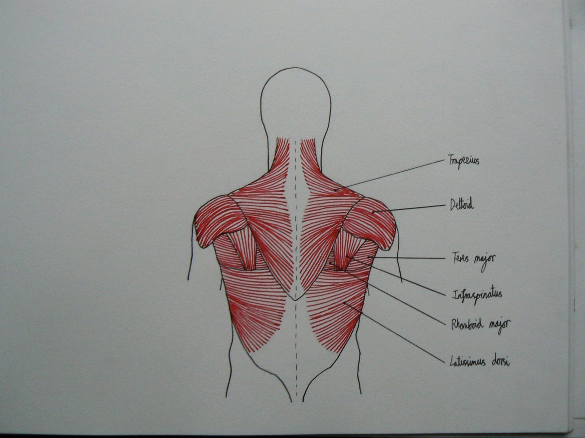 Мышцы спины и ребра. Мышцы спины анатомия. Поверхностные мышцы спины. Треугольная мышца спины. Мышцы спины рисунок.